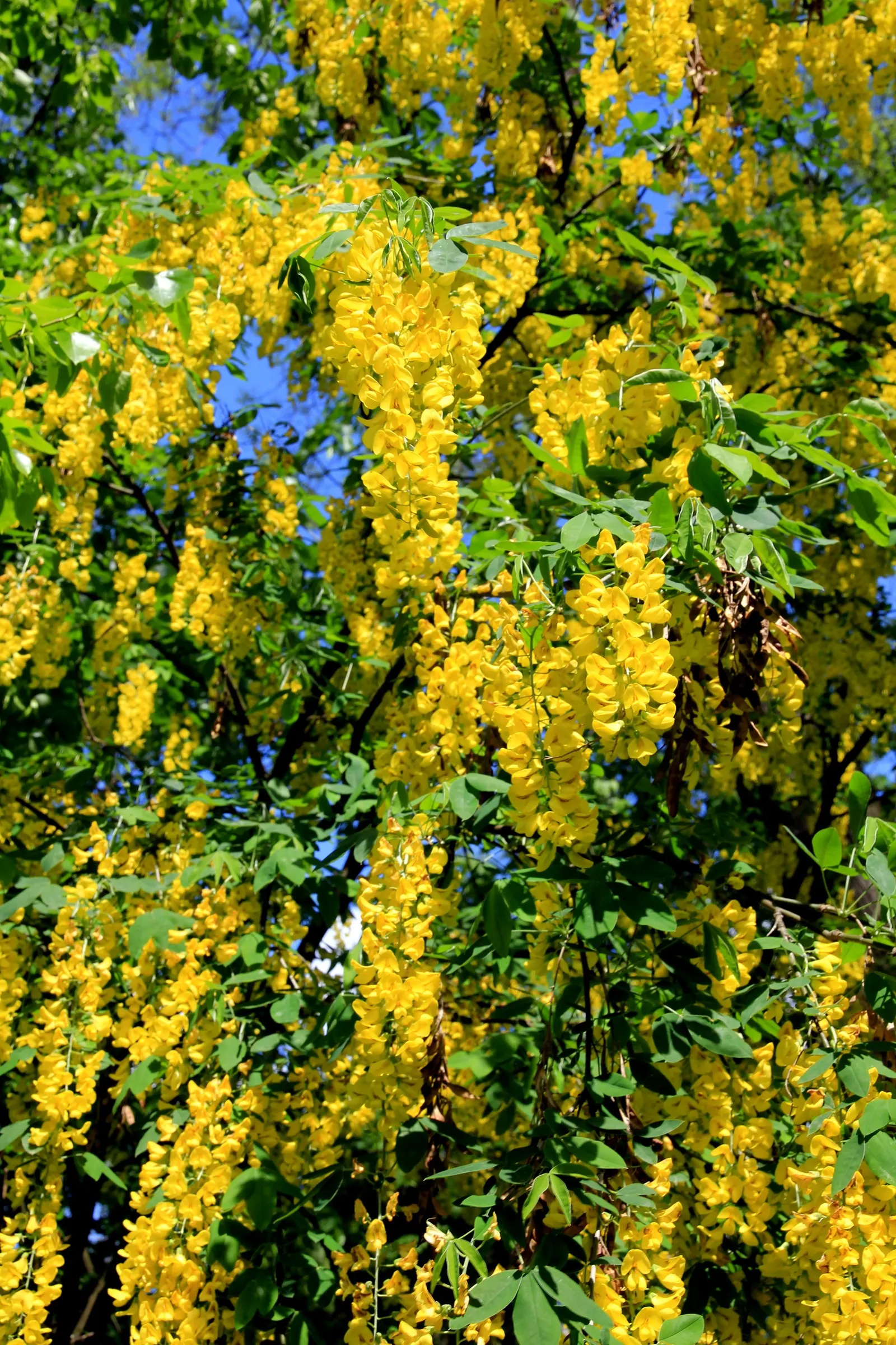 Scotch Laburnum (Laburnum Alpinum) — Caution: Its seeds are highly toxic if ingested