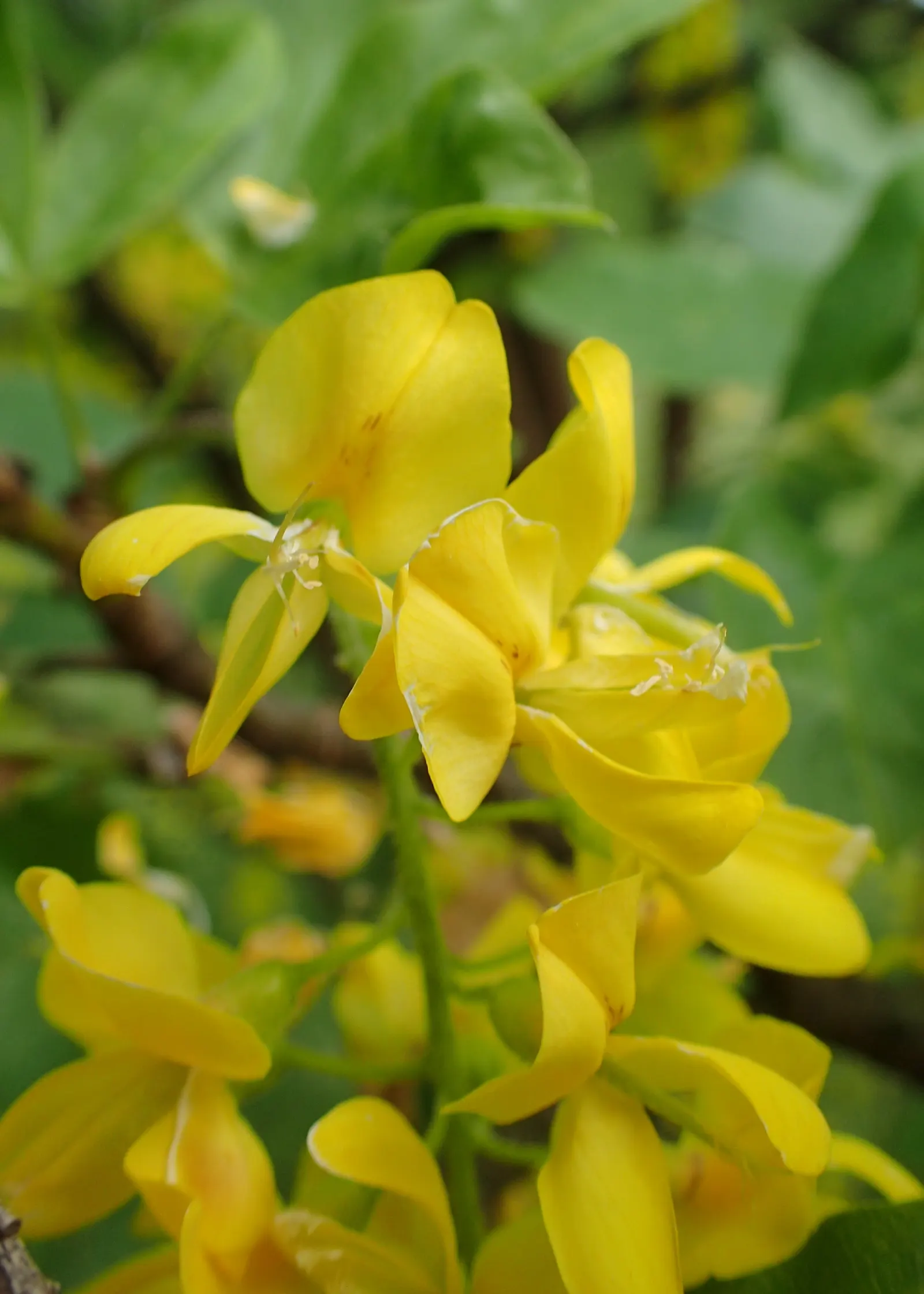 Scotch Laburnum (Laburnum Alpinum) — While relatively low maintenance