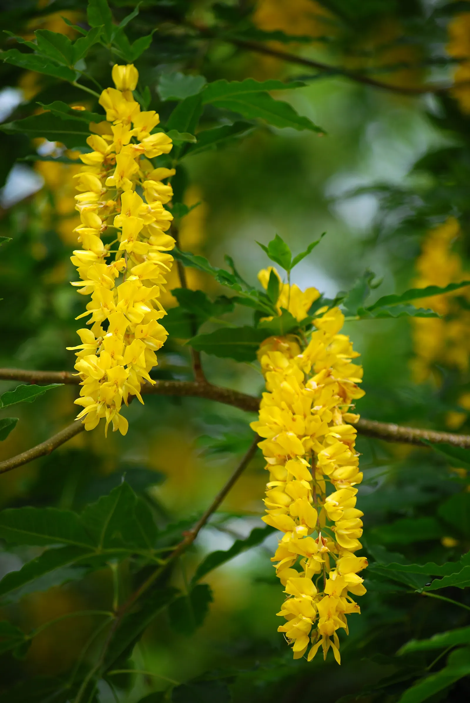 Scotch Laburnum (Laburnum Alpinum) — This small deciduous tree matures to a height of 15 to 25 feet with a similar spread
