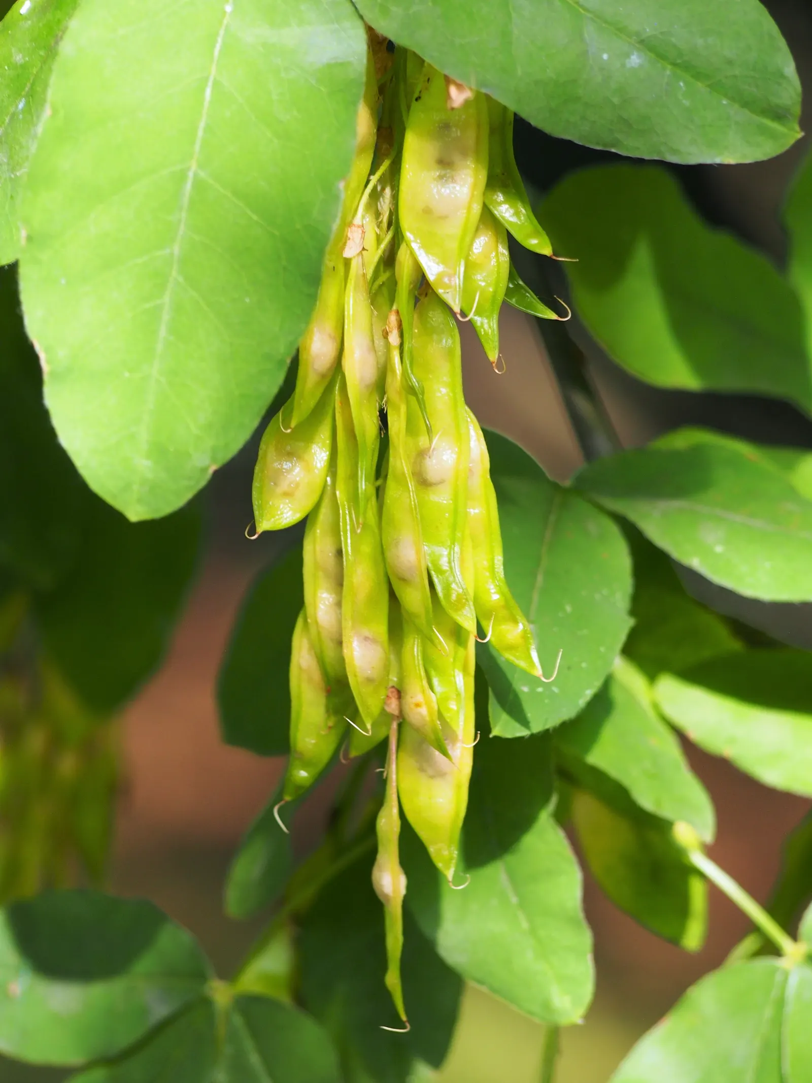Scotch Laburnum (Laburnum Alpinum) — reaches up to 20 feet tall with a spread of 15 feet