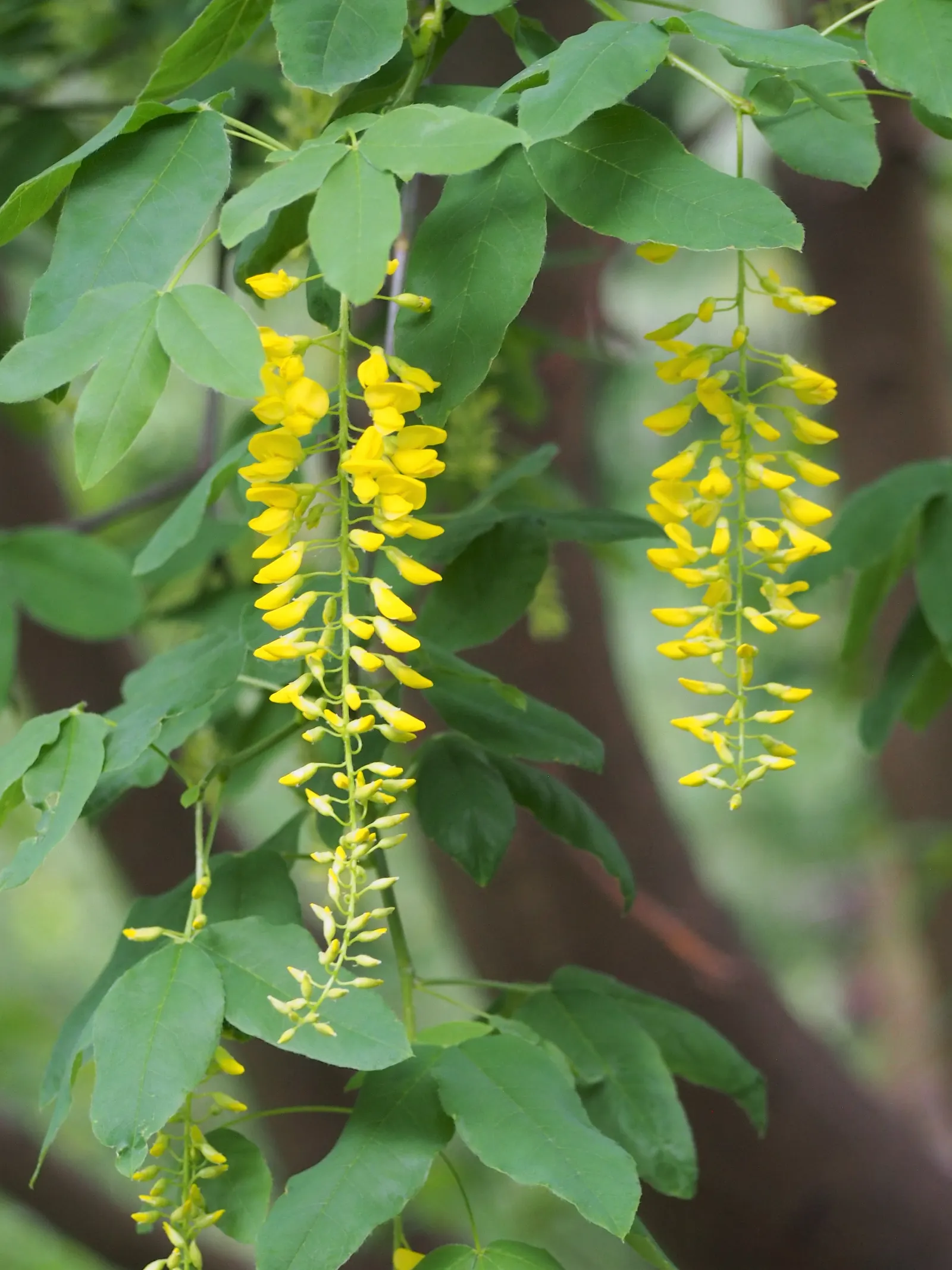 Scotch Laburnum (Laburnum Alpinum) — which drape elegantly from its branches each spring; while relatively low maintenance