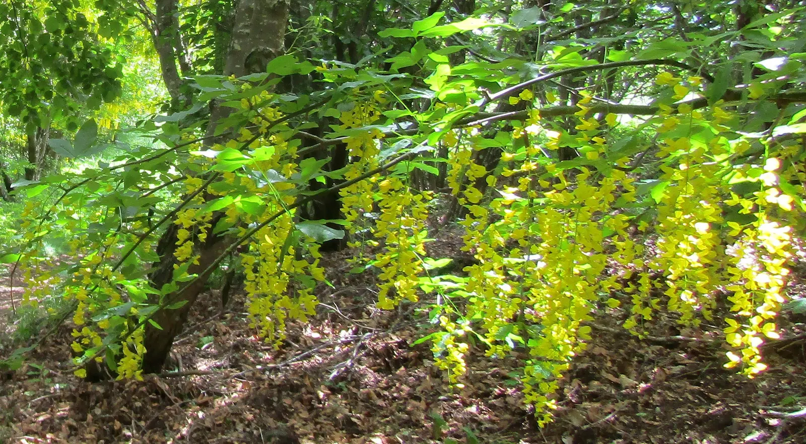 Scotch Laburnum (Laburnum Alpinum) — Ideal for accentuating height in garden designs; this small deciduous tree matures to a height of 15 to 25, image 50