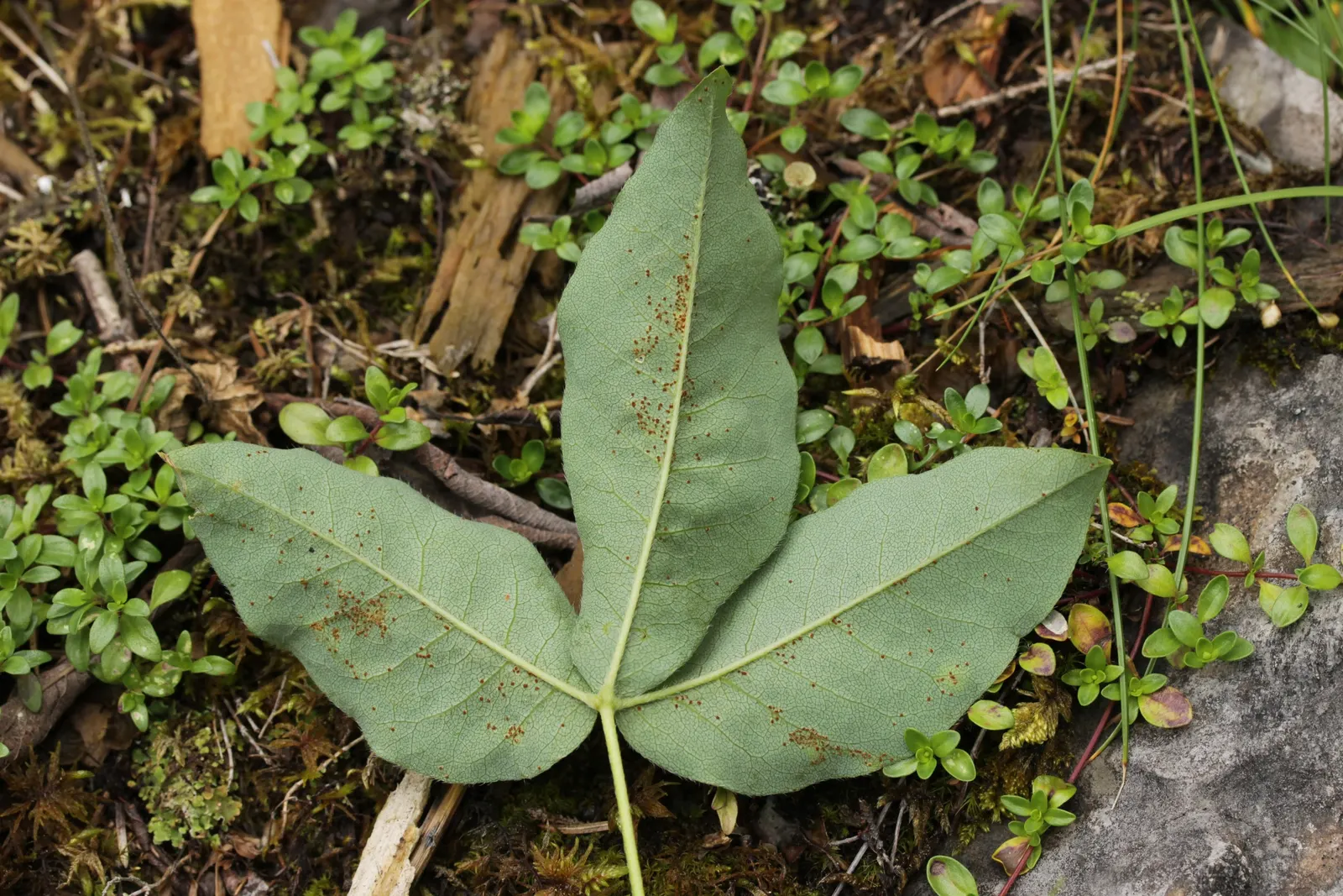 Scotch Laburnum (Laburnum Alpinum) — Caution: Its seeds are highly toxic if ingested; famed for its pendulous clusters of vivid yellow flowers, it blooms in