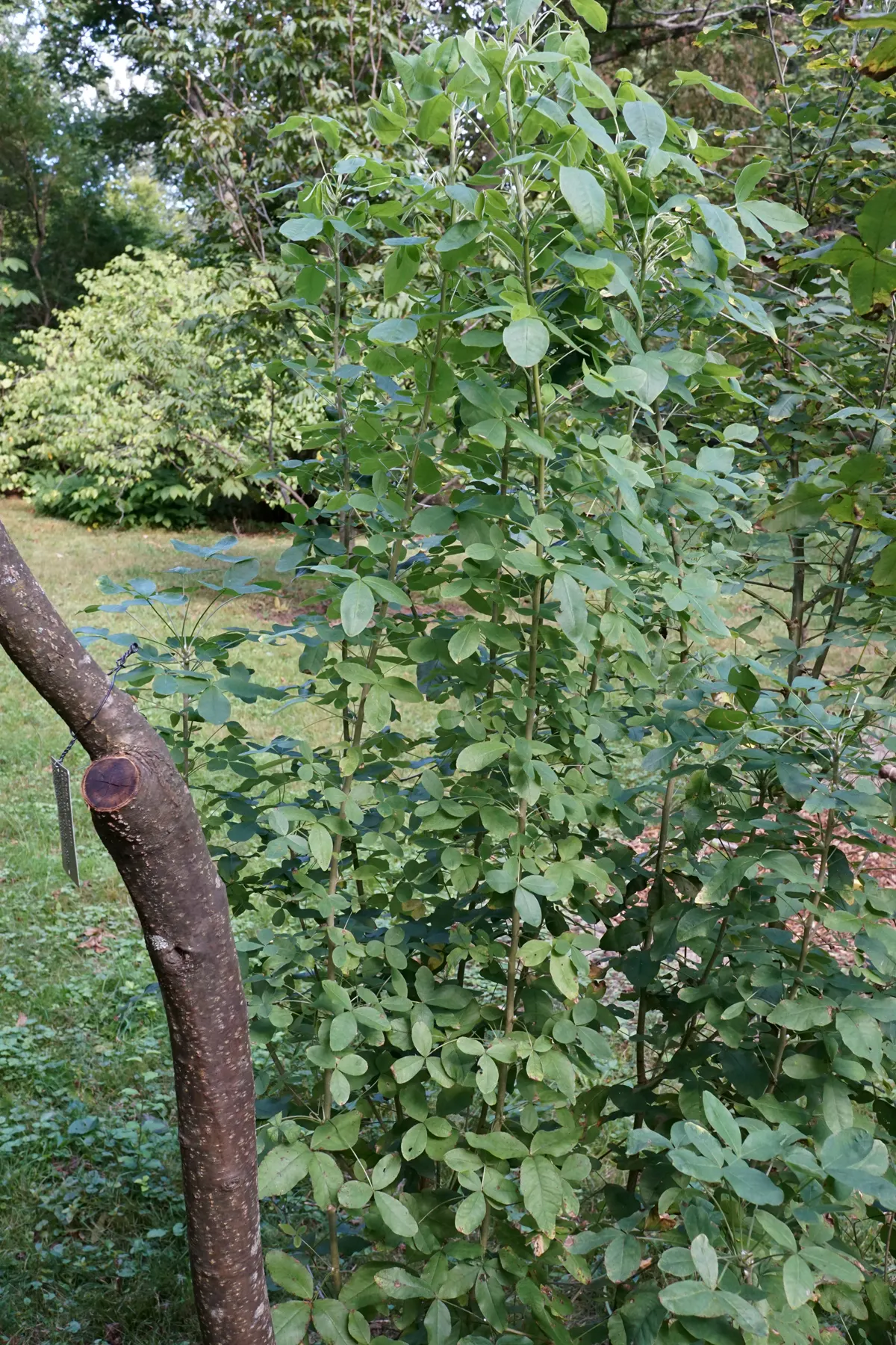 Scotch Laburnum (Laburnum Alpinum) — perhaps near a patio or pathway; this small deciduous tree matures to a height of 15 to 25 feet with a similar spread
