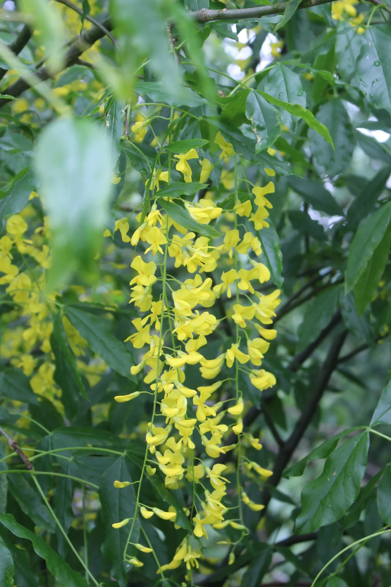 Scotch Laburnum (Laburnum Alpinum) — as it can become susceptible to pests like leaf miners and aphids
