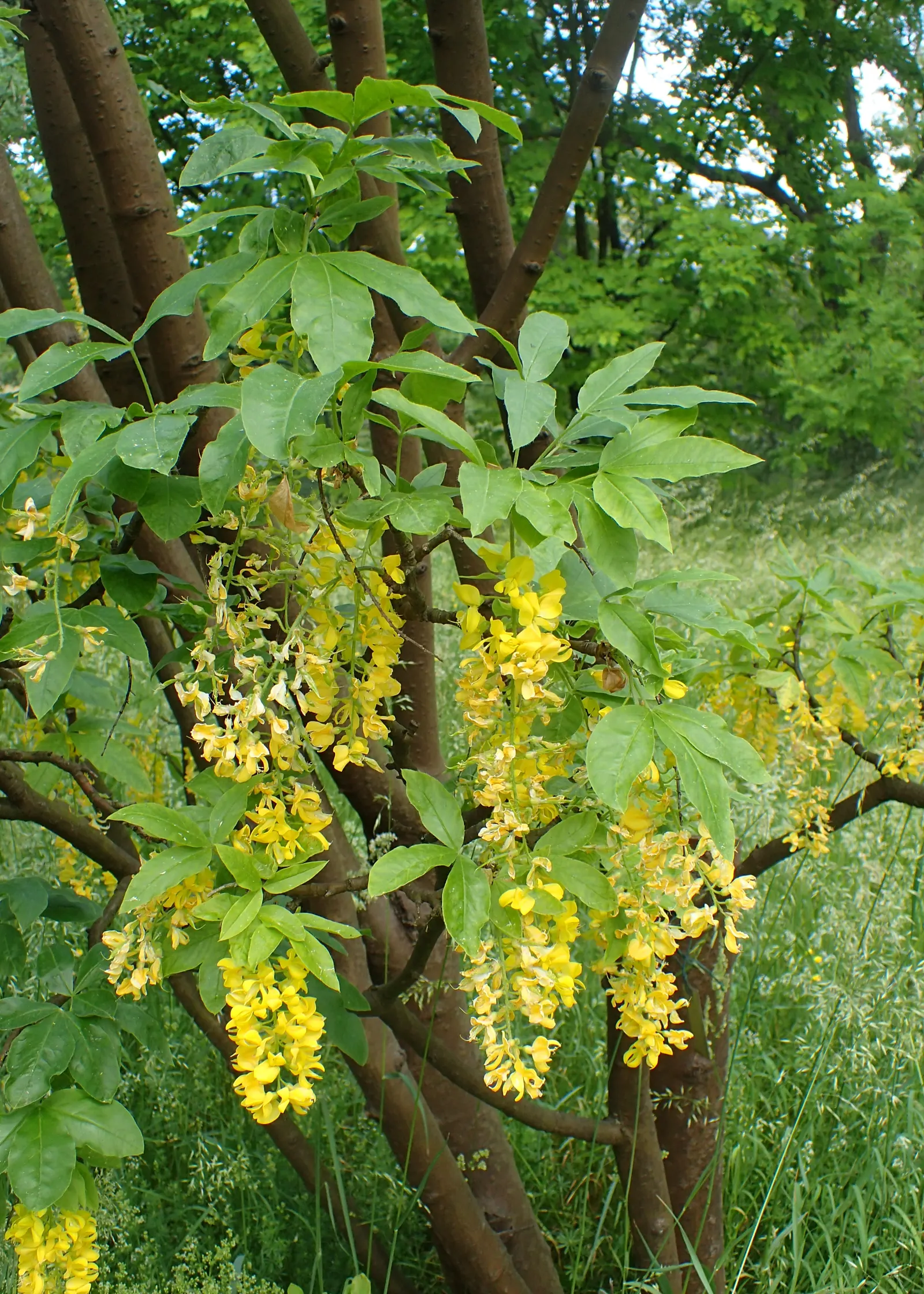 Scotch Laburnum (Laburnum Alpinum) — scientifically known as Laburnum alpinum