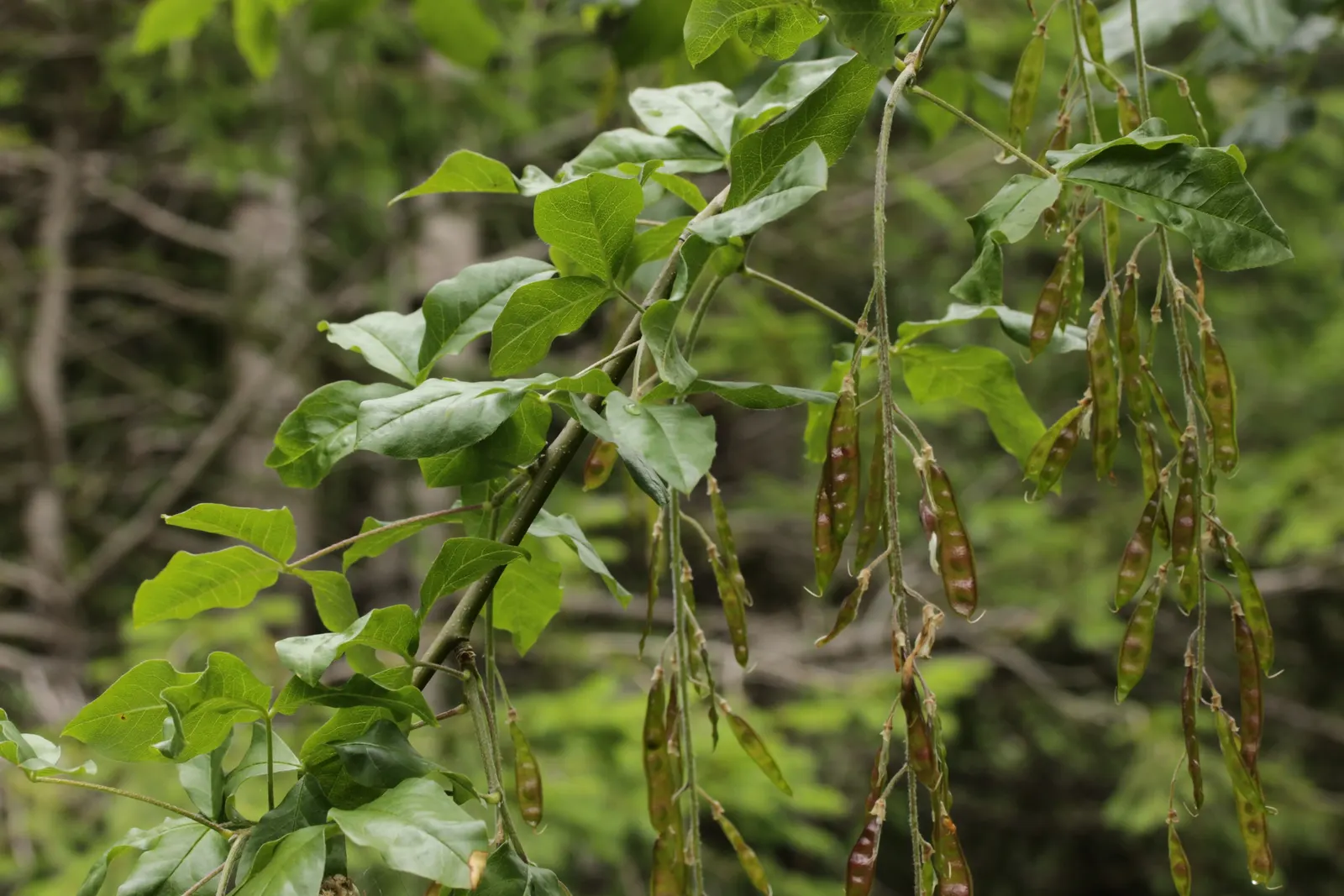 Scotch Laburnum (Laburnum Alpinum) — The gray-green foliage adds a serene backdrop; this small deciduous tree matures to a height of 15 to 25 feet, image 47