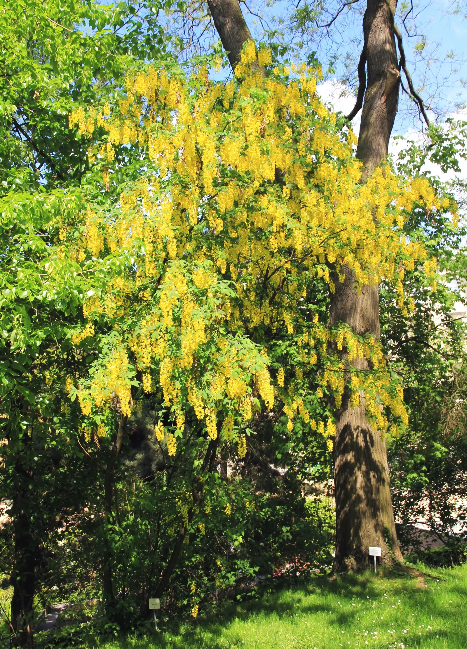 Scotch Laburnum (Laburnum Alpinum) — These impressive cascades can grow up to 10 inches long, creating a dramatic visual effect; famed for its, image 55
