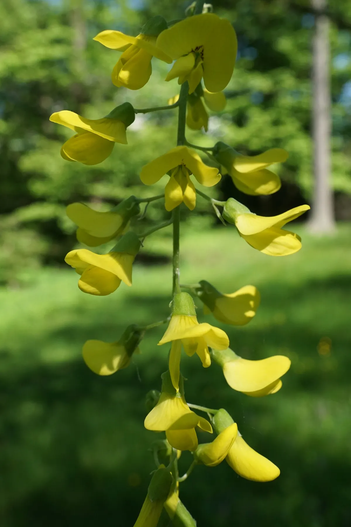 Scotch Laburnum (Laburnum Alpinum) — each leaflet approximately 2 to 3 inches in length