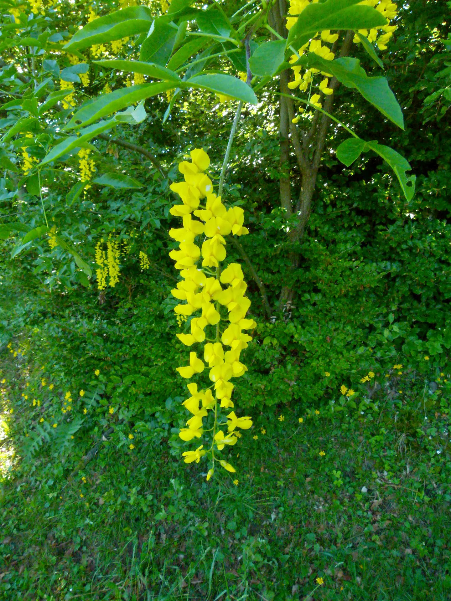 Scotch Laburnum (Laburnum Alpinum) — as it can become susceptible to pests like leaf miners and aphids; this small deciduous tree matures to a height of 15 to