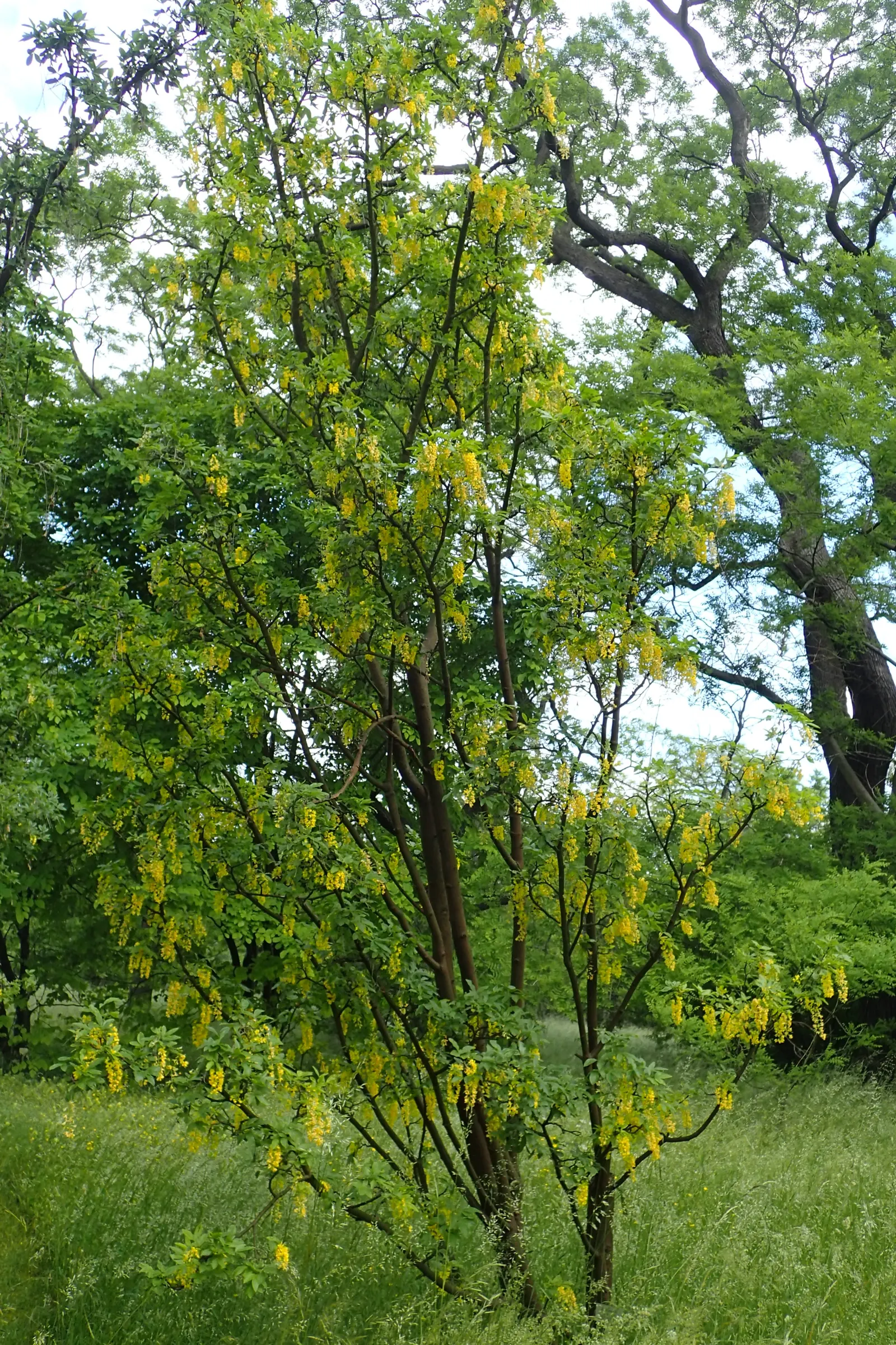 Scotch Laburnum (Laburnum Alpinum) — reaches up to 20 feet tall with a spread of 15 feet; while relatively low maintenance
