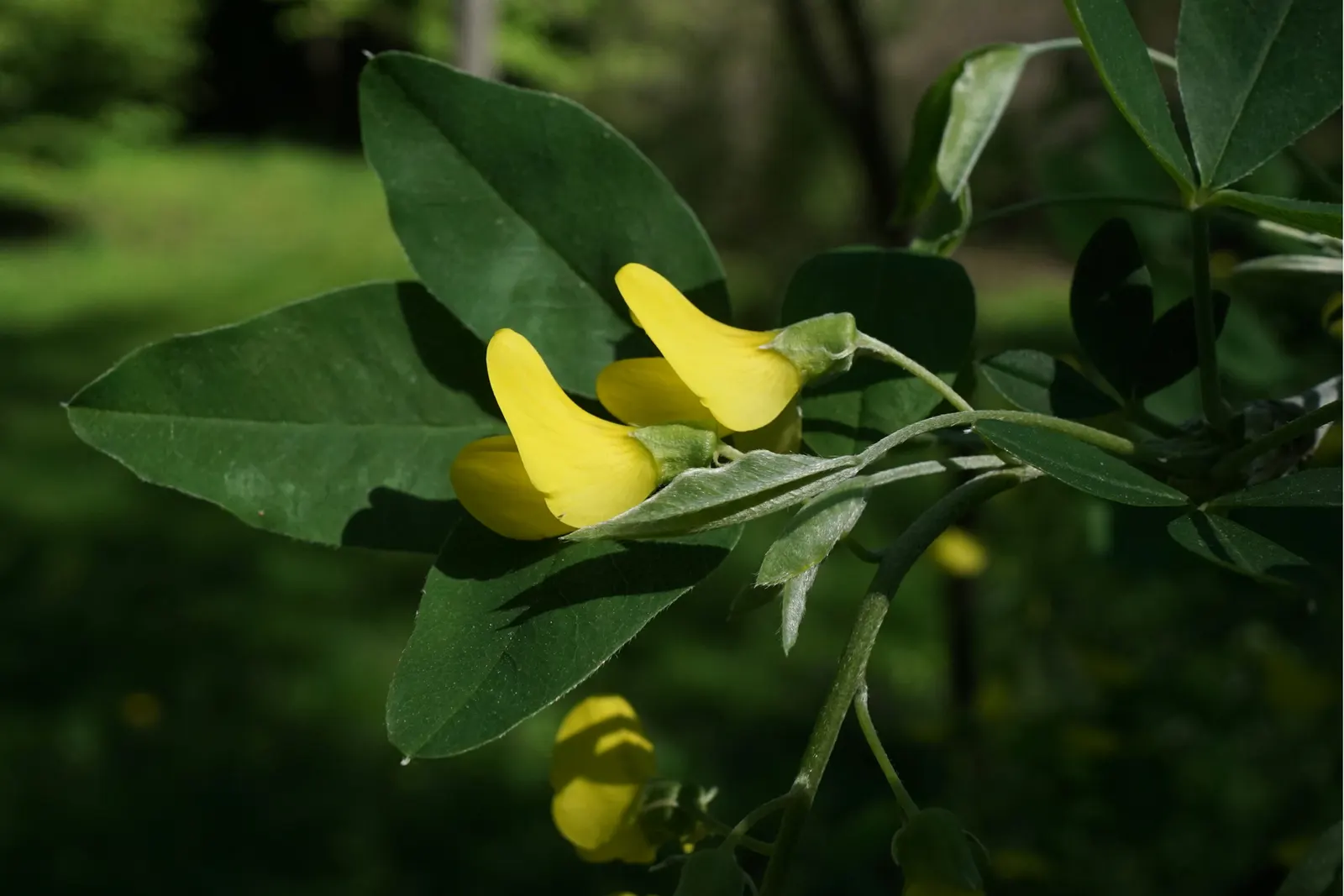 Scotch Laburnum (Laburnum Alpinum) — an ornamental deciduous tree; this small deciduous tree matures to a height of 15 to 25 feet with a similar spread