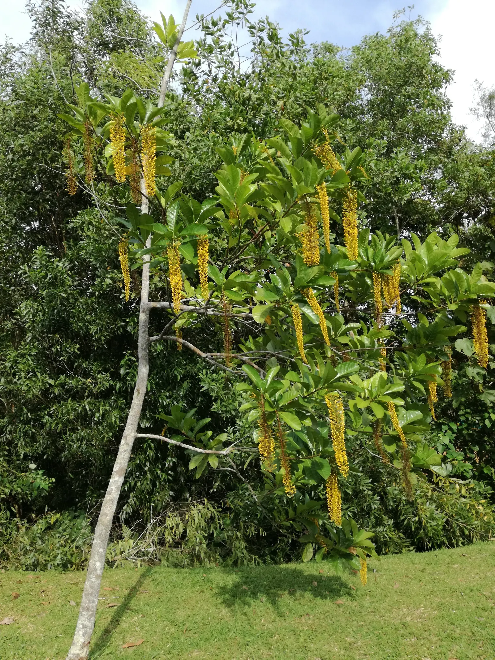 Scotch Laburnum (Laburnum Alpinum) — An ideal placement would be in a location where its rich flowering can be admired; famed for its pendulous clusters of
