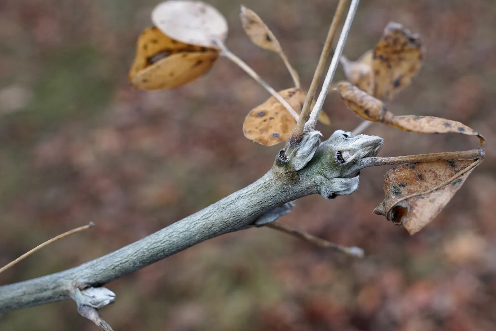 Scotch Laburnum (Laburnum Alpinum) — tree for full or half