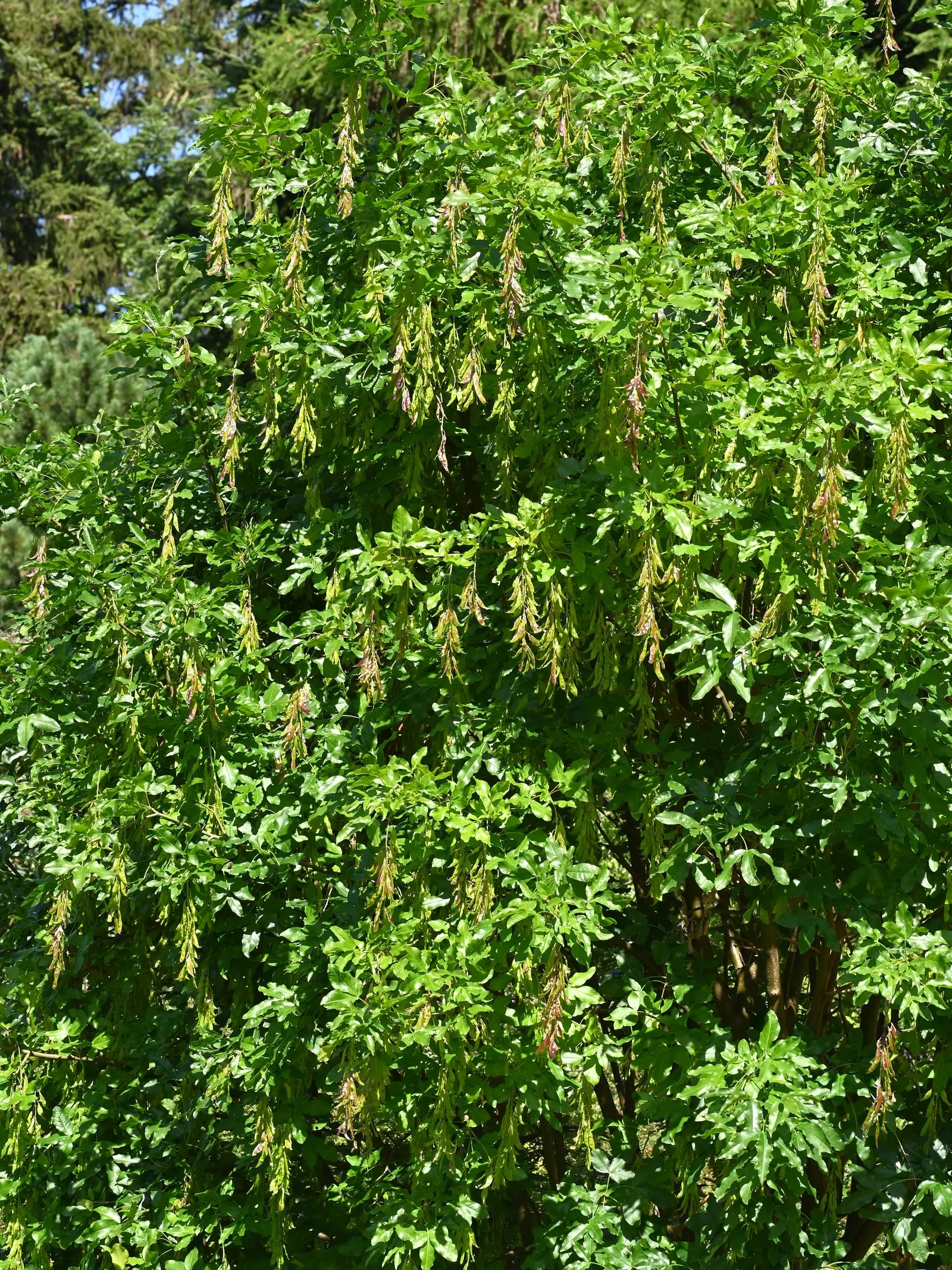 Scotch Laburnum (Laburnum Alpinum) — perhaps near a patio or pathway