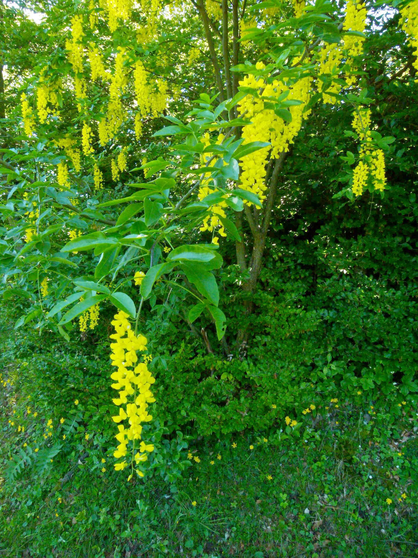 Scotch Laburnum (Laburnum Alpinum) — Famed for its pendulous clusters of vivid yellow flowers, it blooms in late spring, image 46