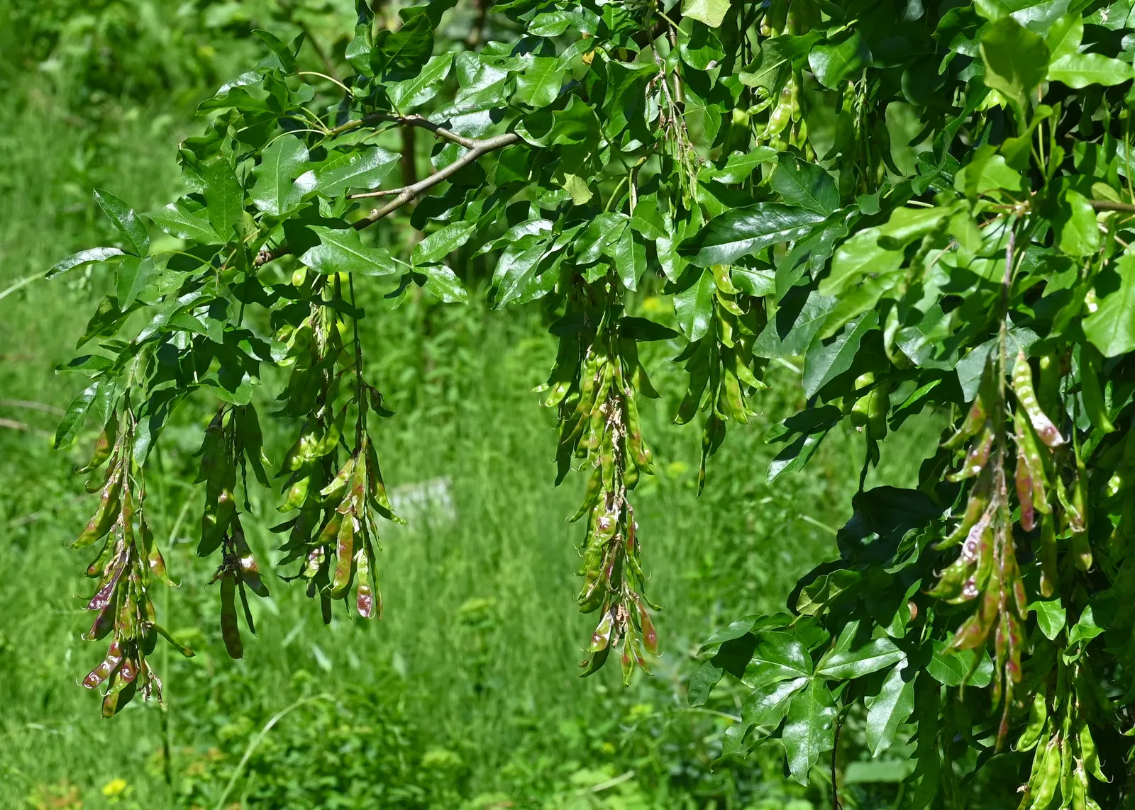Scotch Laburnum (Laburnum Alpinum) — Scotch Laburnum (Laburnum alpinum); famed for its pendulous clusters of vivid yellow flowers, it blooms in late spring