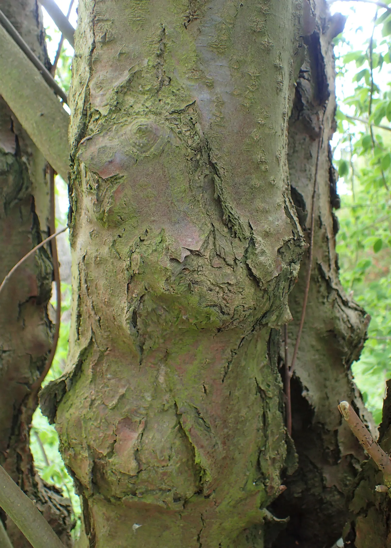 Scotch Laburnum (Laburnum Alpinum) — Thriving in well-drained soils, it requires full sun to partial shade