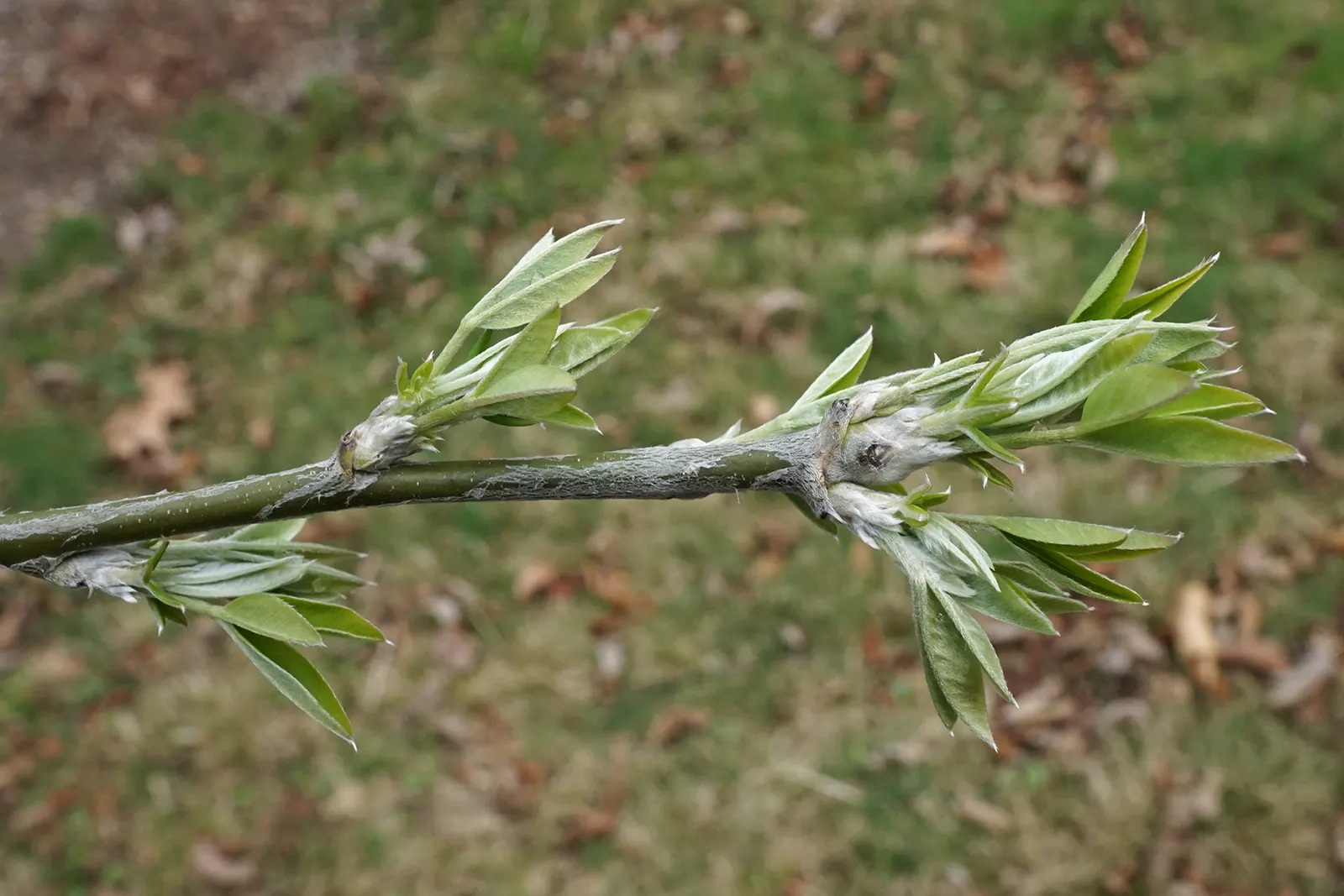 Scotch Laburnum (Laburnum Alpinum) — an ornamental deciduous tree