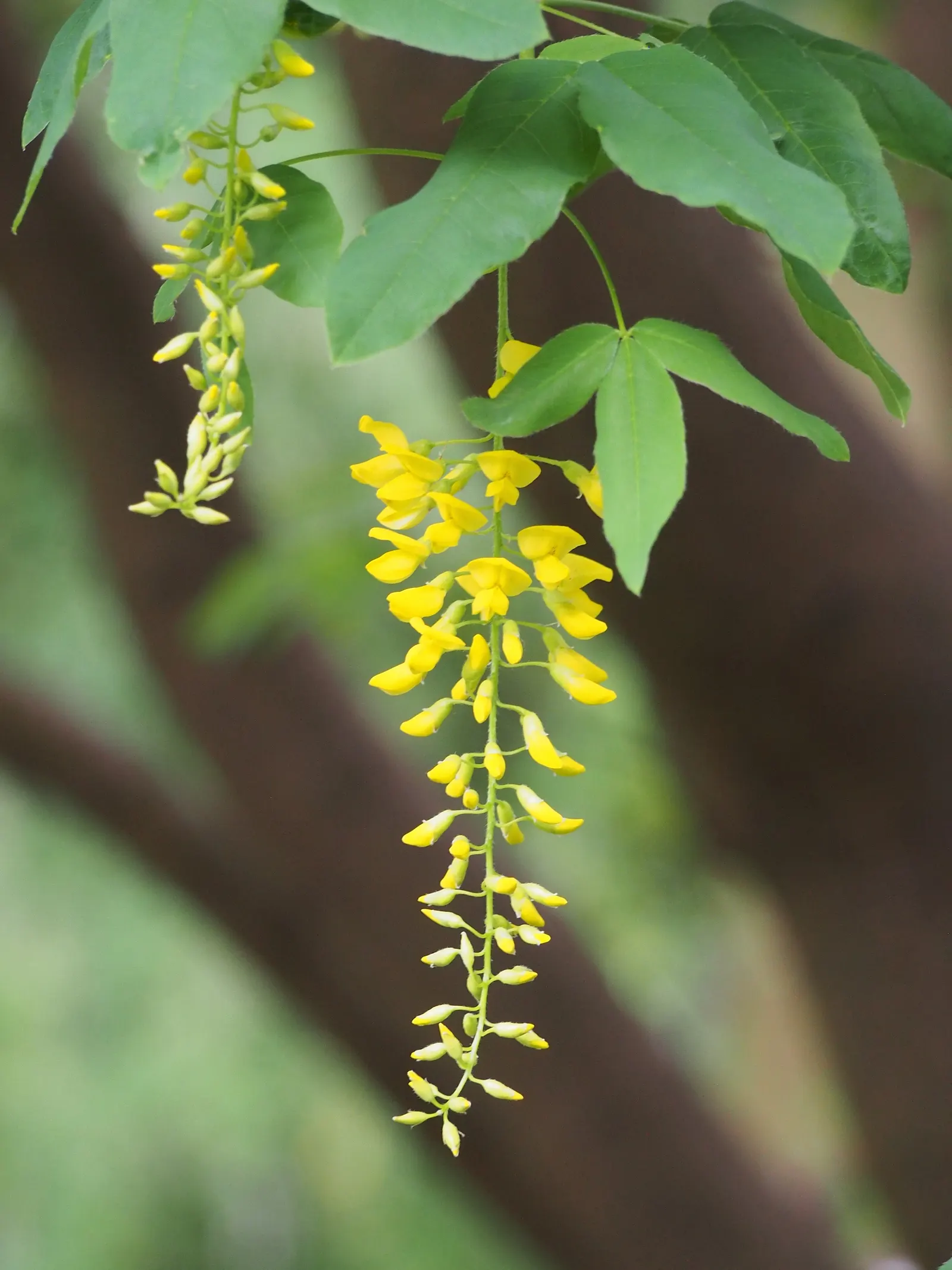 Scotch Laburnum (Laburnum Alpinum) — Famed for its pendulous clusters of vivid yellow flowers, it blooms in late spring