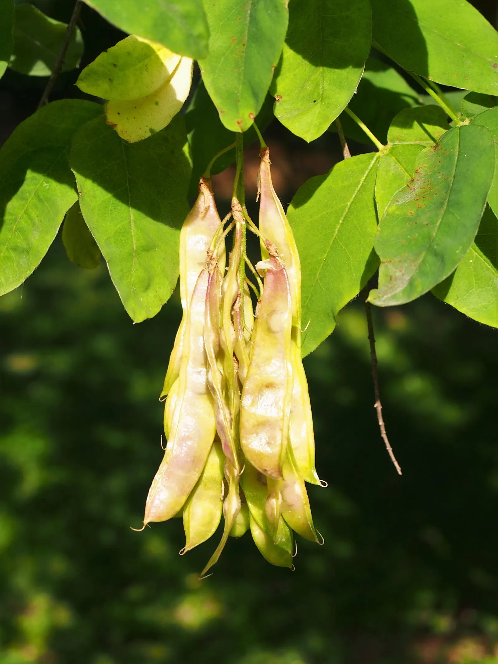 Scotch Laburnum (Laburnum Alpinum) — presents a compelling choice for any landscape design due to its ornate floral display and elegant structure, image 52
