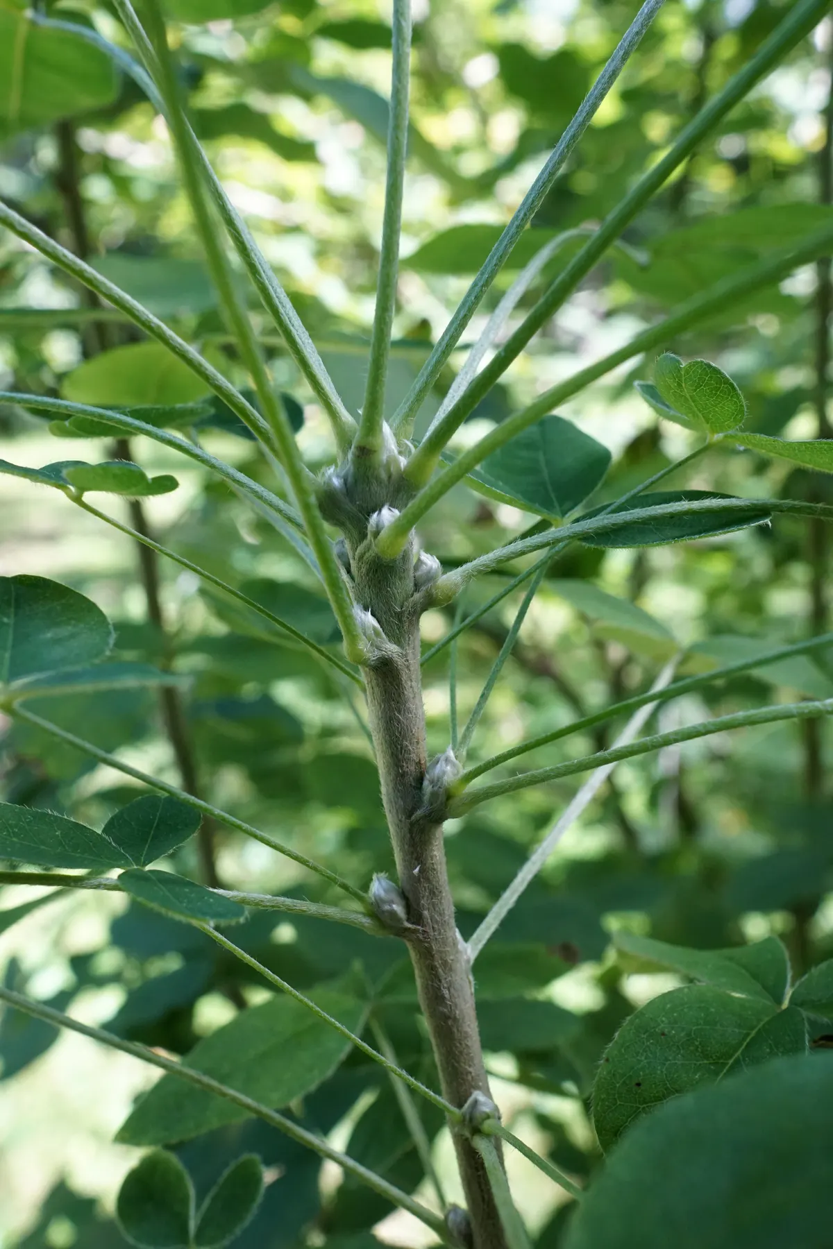 Scotch Laburnum (Laburnum Alpinum) — an ornamental deciduous tree; this small deciduous tree matures to a height of 15 to 25 feet with a similar, image 44