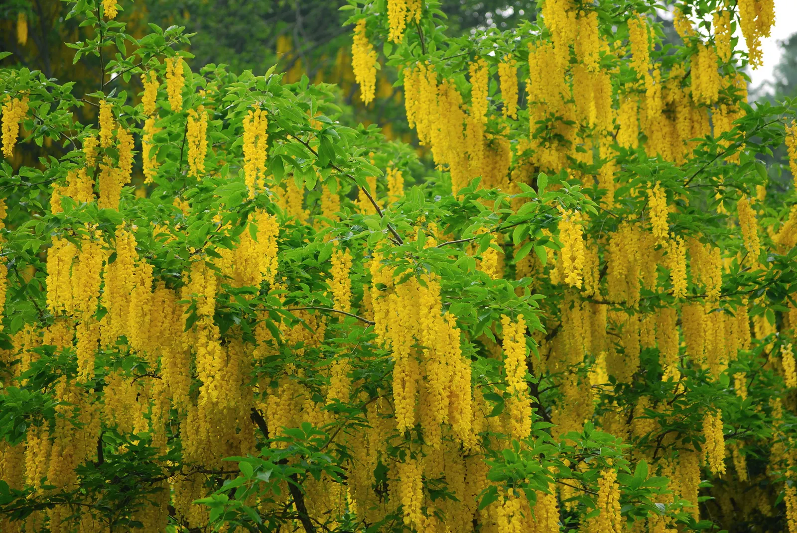 Scotch Laburnum (Laburnum Alpinum) — This small deciduous tree matures to a height of 15 to 25 feet with a similar spread, image 53