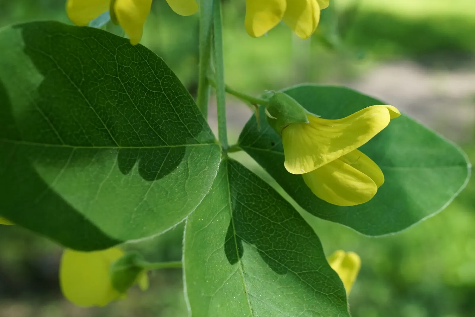 Scotch Laburnum (Laburnum Alpinum) — The gray-green foliage adds a serene backdrop; this small deciduous tree matures to a height of 15 to 25 feet with a