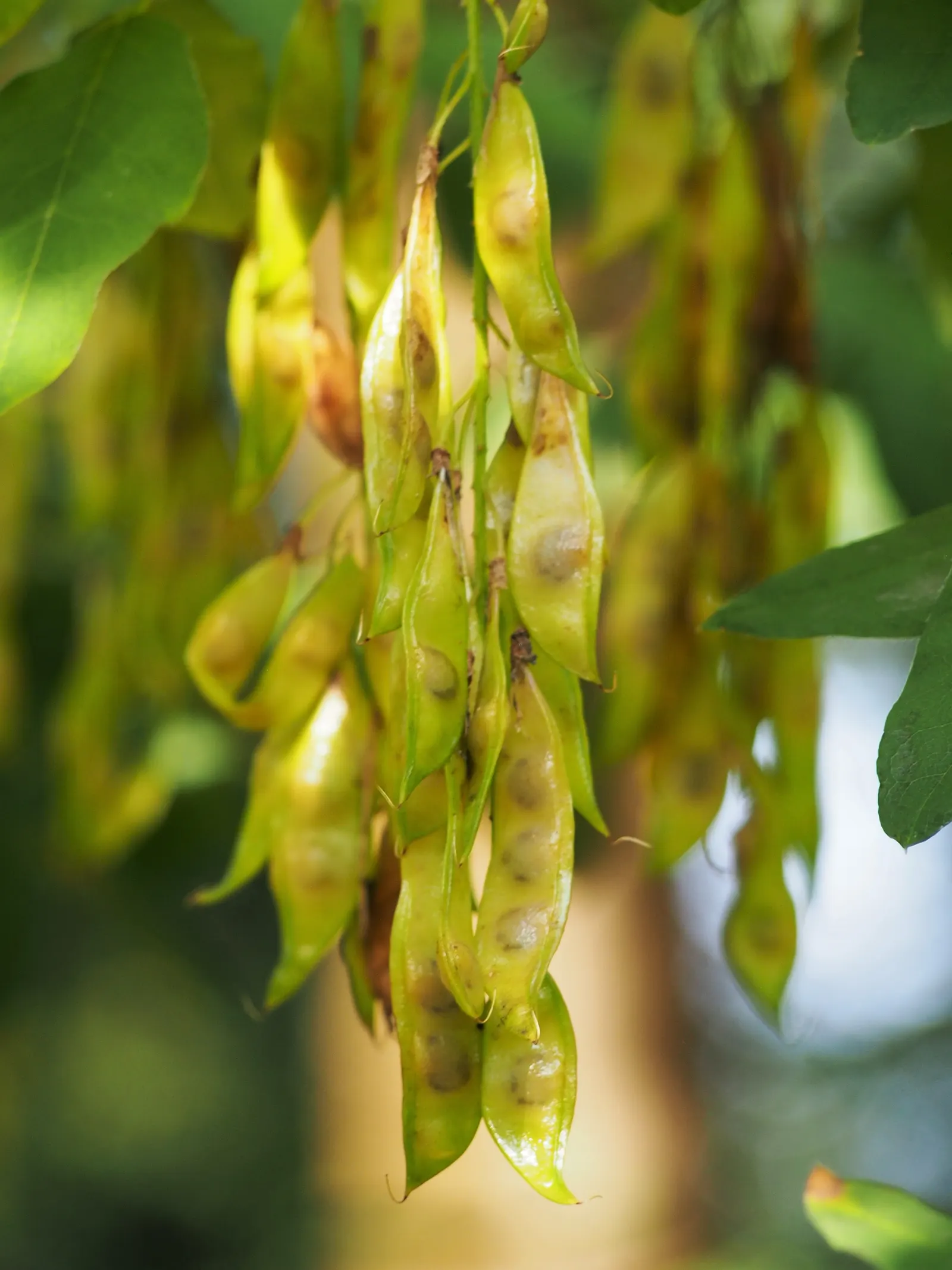 Scotch Laburnum (Laburnum Alpinum) — which drape elegantly from its branches each spring