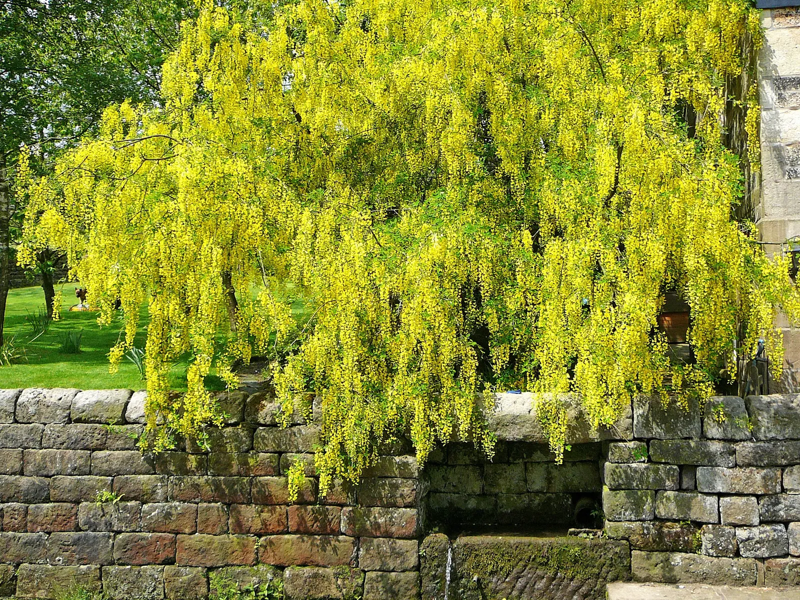 Scotch Laburnum (Laburnum Alpinum) — reaches up to 20 feet tall with a spread of 15 feet; while relatively low maintenance, image 45