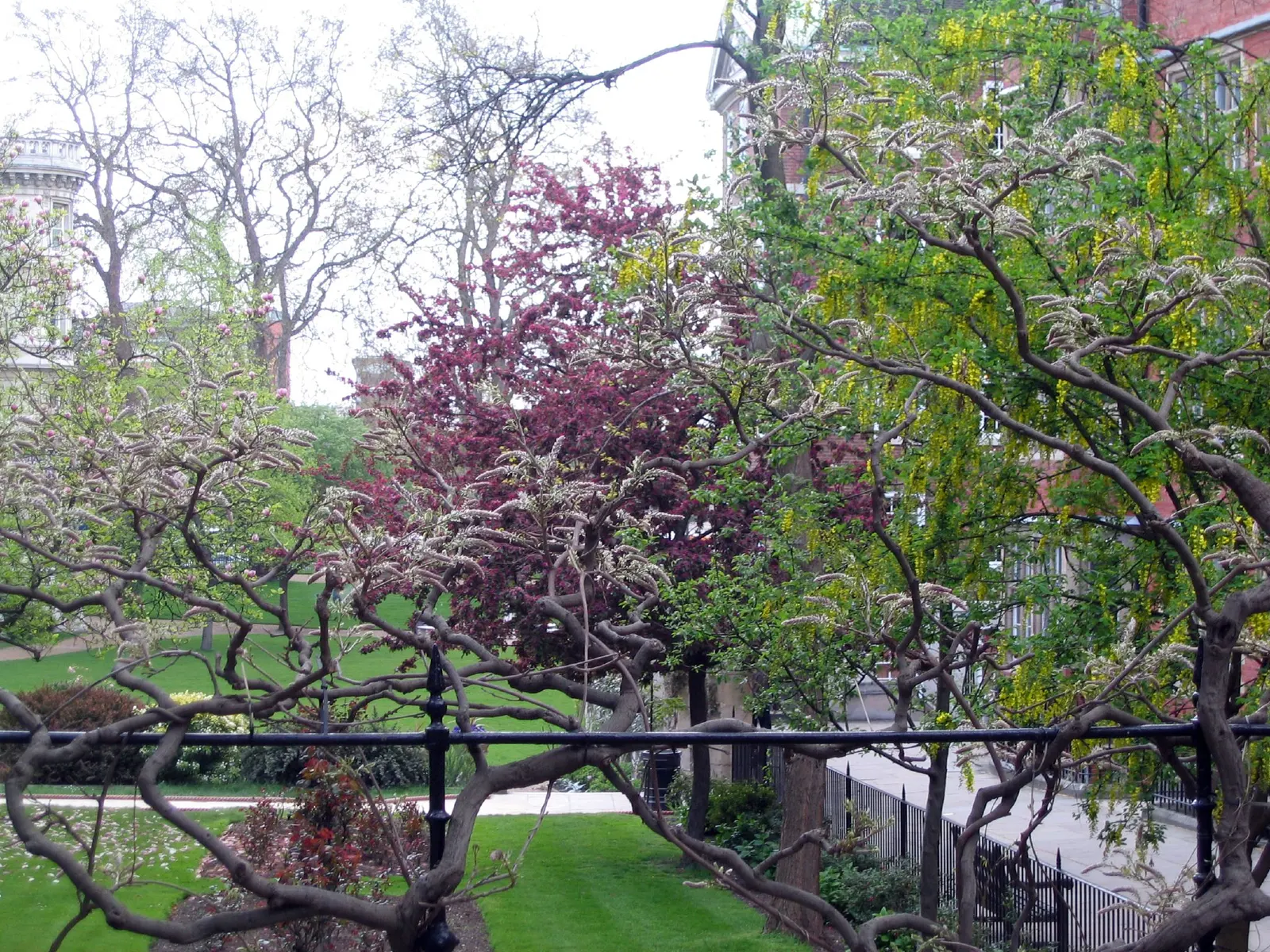 Scotch Laburnum (Laburnum Alpinum) — it's essential to keep the Laburnum alpinum in check