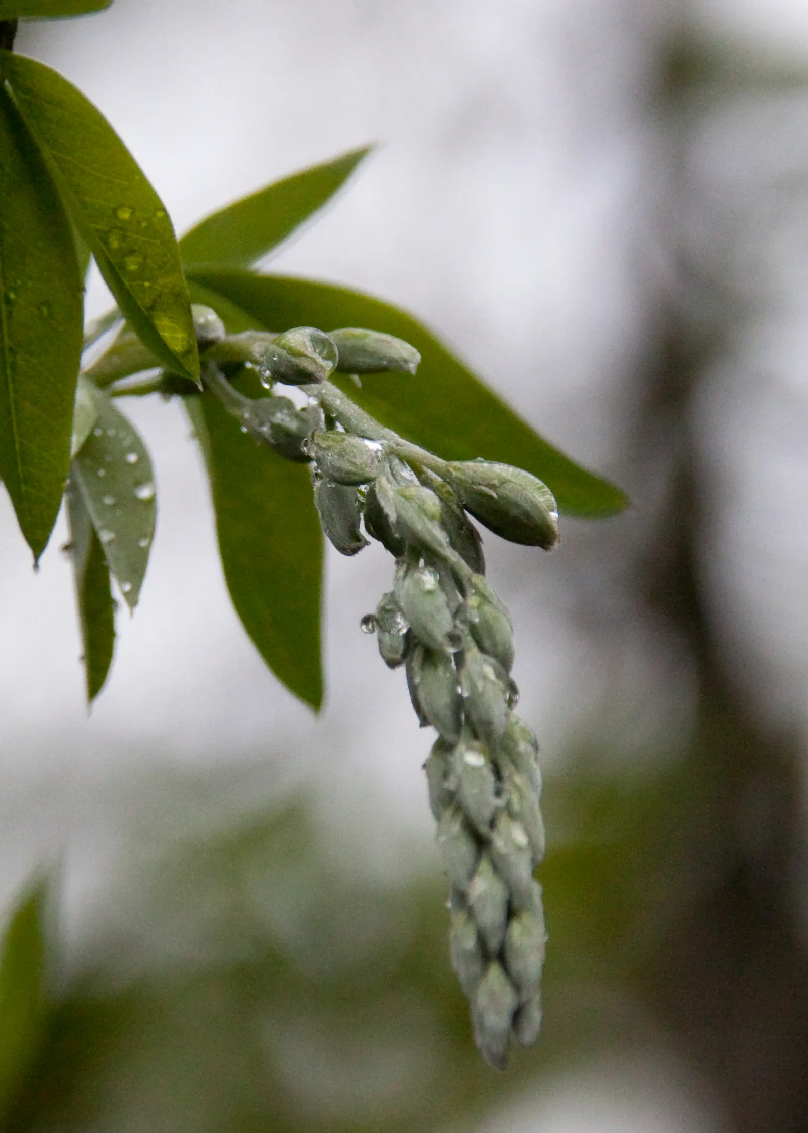 Scotch Laburnum (Laburnum Alpinum) — An ideal placement would be in a location where its rich flowering can be admired