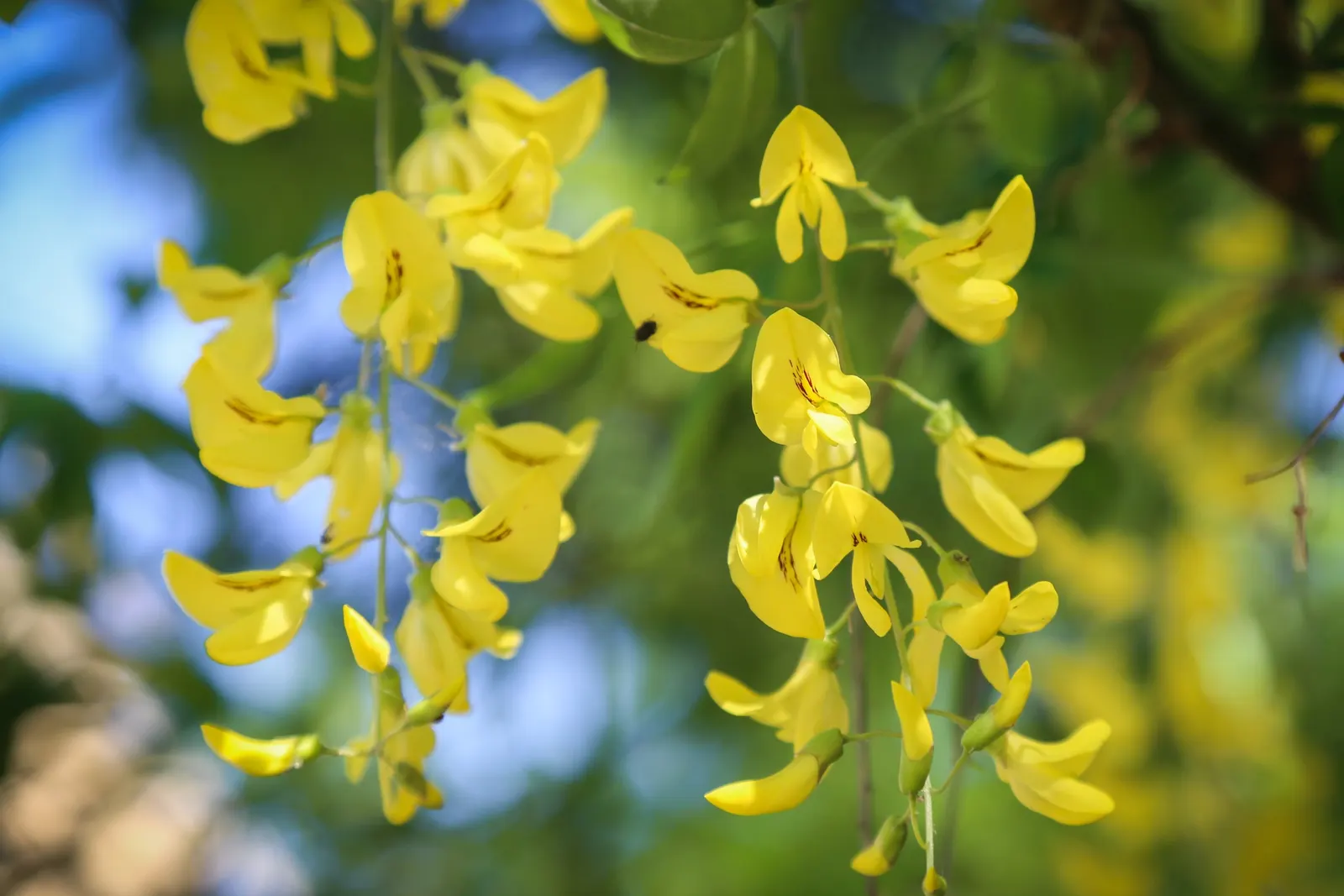 Scotch Laburnum (Laburnum Alpinum) — These impressive cascades can grow up to 10 inches long, creating a dramatic visual effect