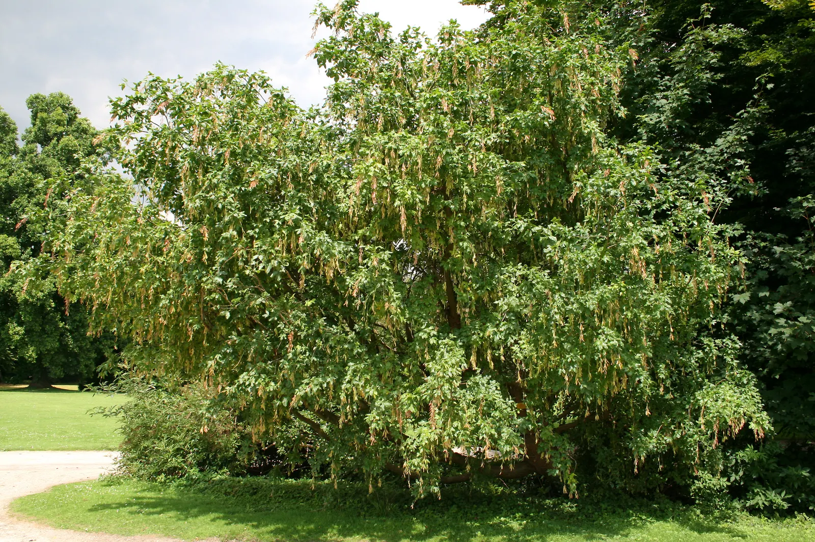 Scotch Laburnum (Laburnum Alpinum) — These impressive cascades can grow up to 10 inches long, creating a dramatic visual effect; famed for its pendulous