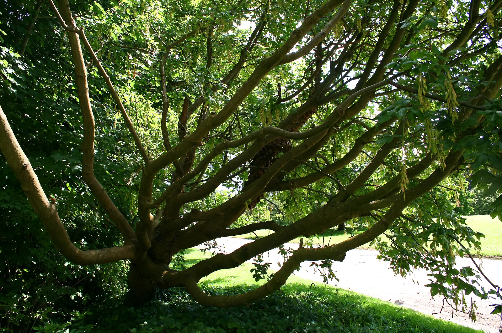 Scotch Laburnum (Laburnum Alpinum) — Thriving in well-drained soils, it requires full sun to partial shade; while relatively low maintenance, image 48