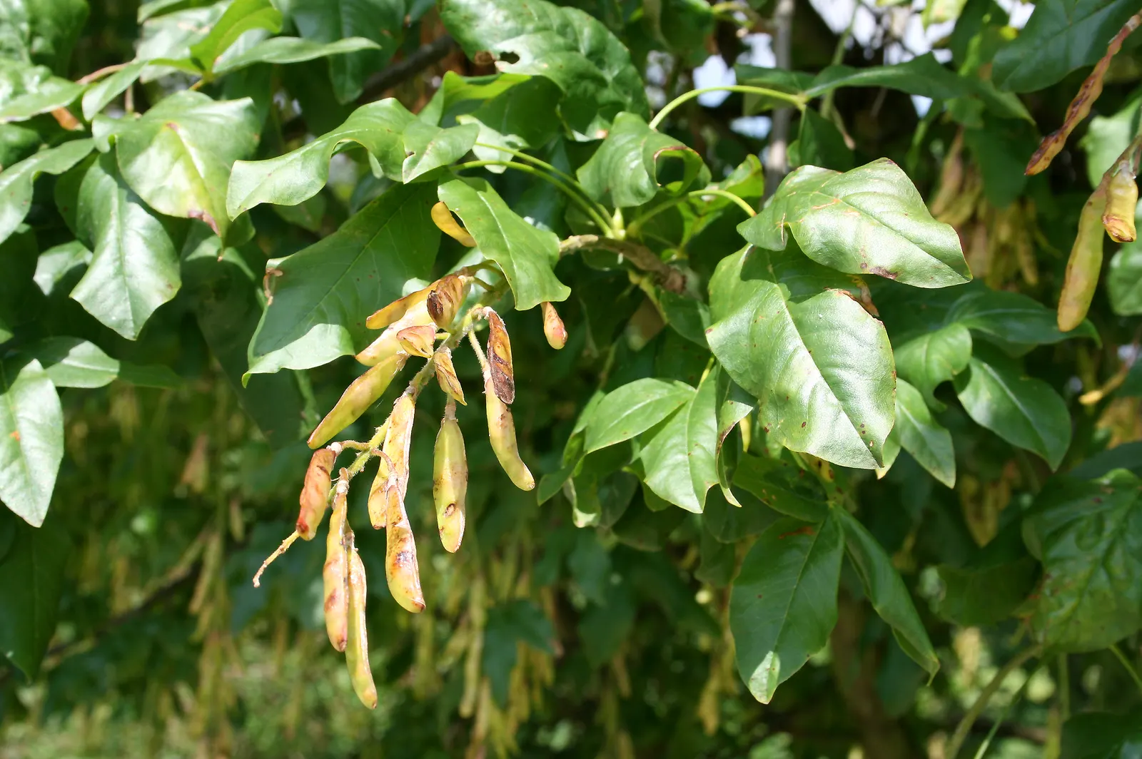 Scotch Laburnum (Laburnum Alpinum) — While relatively low maintenance, image 39