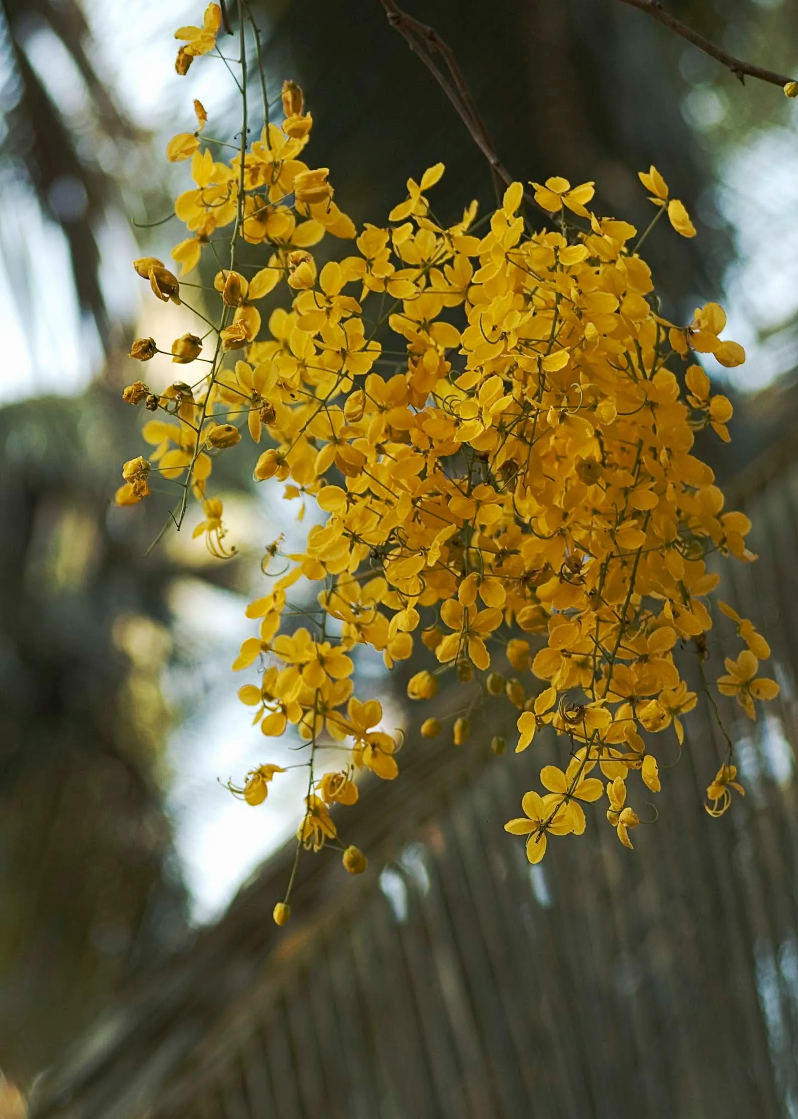 Scotch Laburnum (Laburnum Alpinum) — each leaflet approximately 2 to 3 inches in length; this small deciduous tree matures to a height of 15 to 25 feet with a
