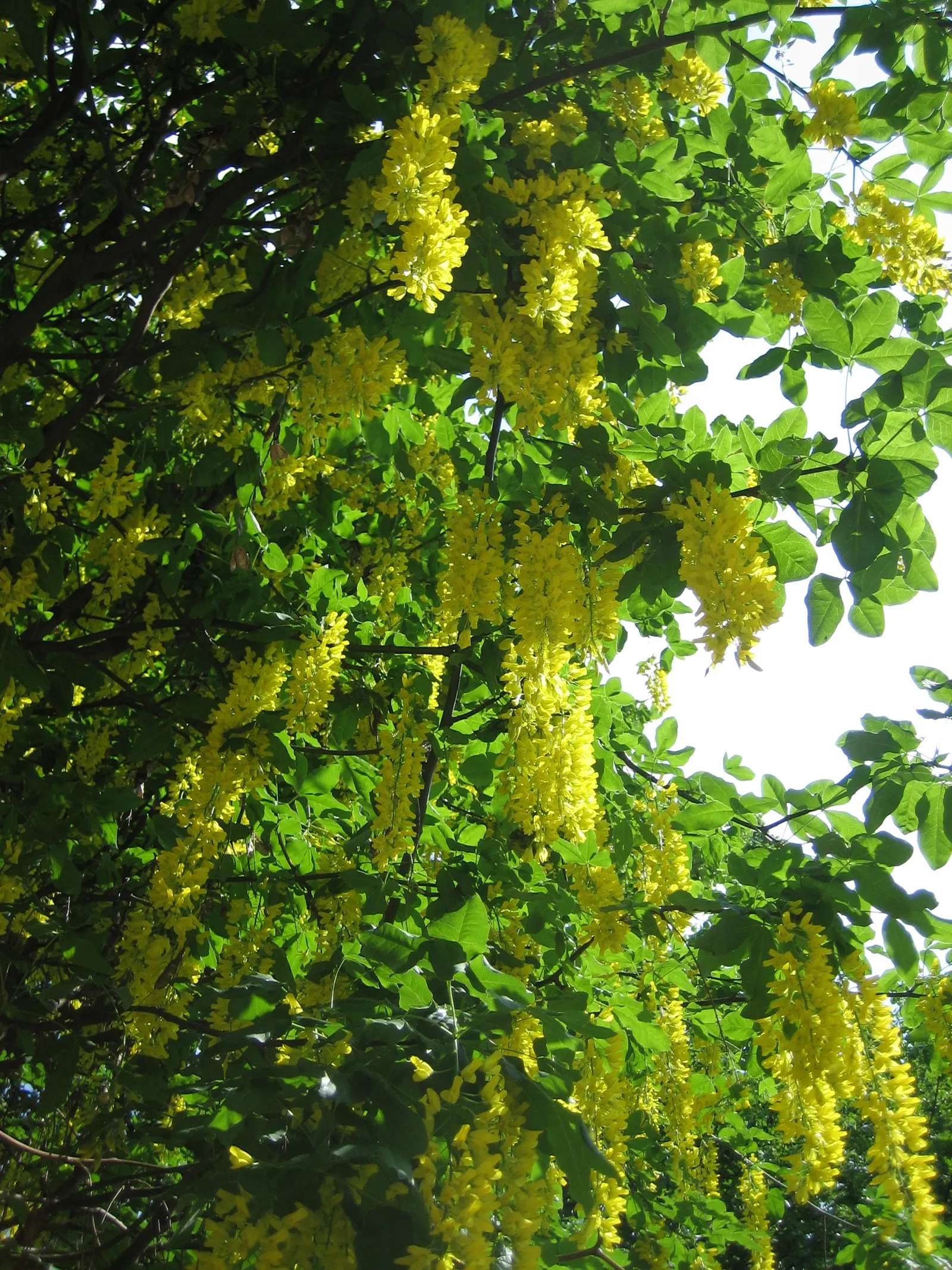 Scotch Laburnum (Laburnum Alpinum) — which drape elegantly from its branches each spring; while relatively low maintenance, image 54