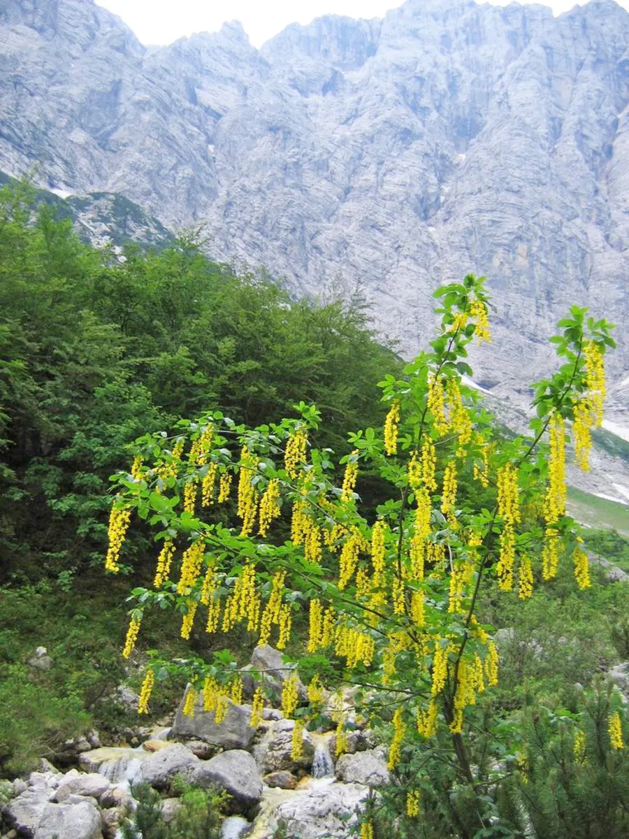 Scotch Laburnum (Laburnum Alpinum) — This small deciduous tree matures to a height of 15 to 25 feet with a similar spread, image 32