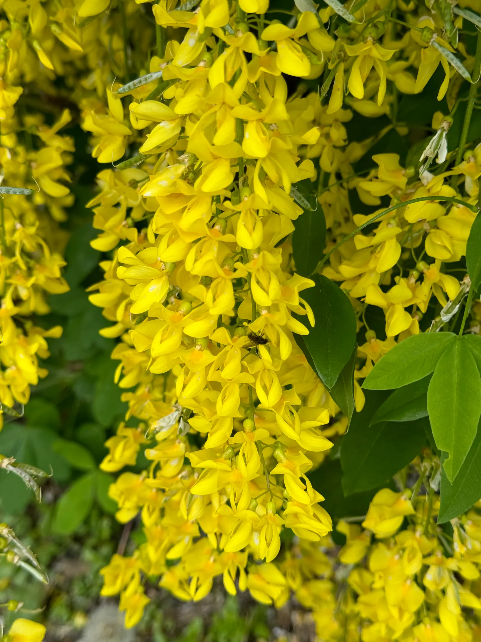 Scotch Laburnum (Laburnum Alpinum) — presents a compelling choice for any landscape design due to its ornate floral display and elegant structure