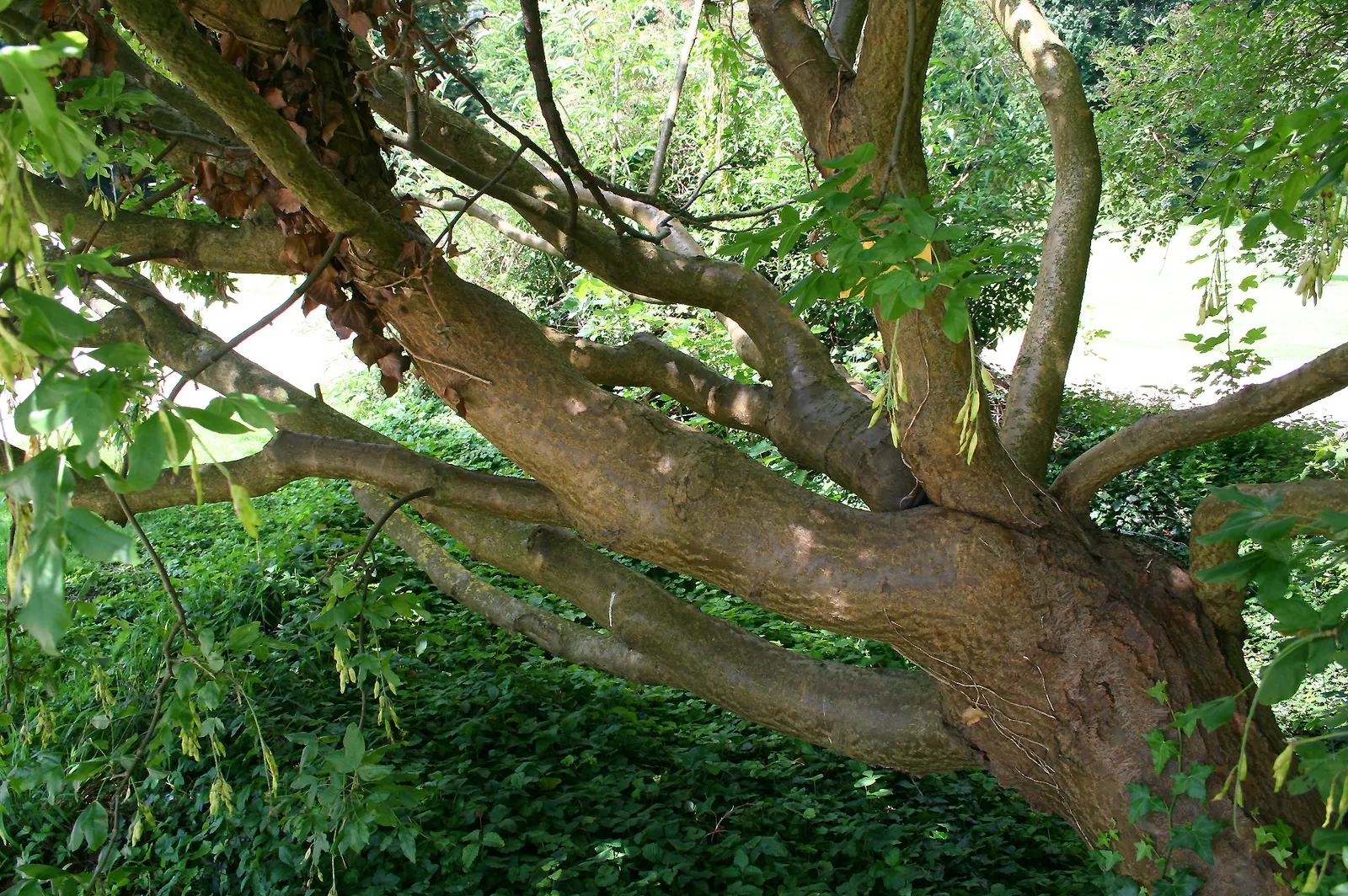 Scotch Laburnum (Laburnum Alpinum) — tree for full or half; while relatively low maintenance