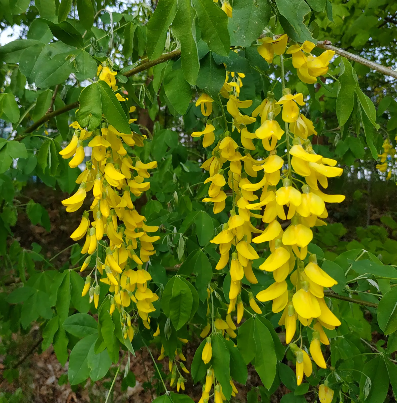 Scotch Laburnum (Laburnum Alpinum) — Laburnum alpinum thrives in well-drained soil and prefers full sun to partial shade