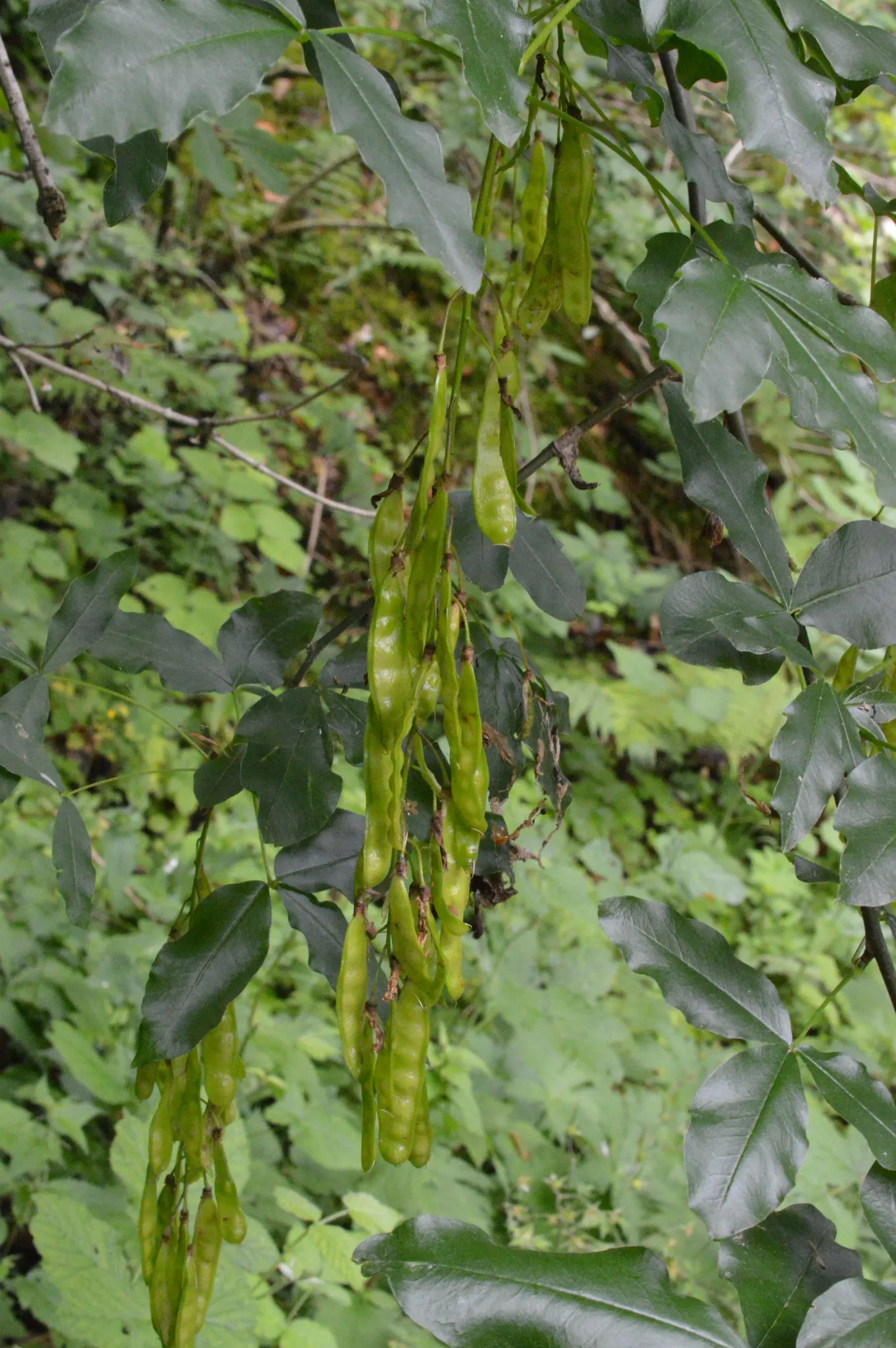 Scotch Laburnum (Laburnum Alpinum) — Caution: Its seeds are highly toxic if ingested; famed for its pendulous clusters of vivid yellow flowers, it, image 49