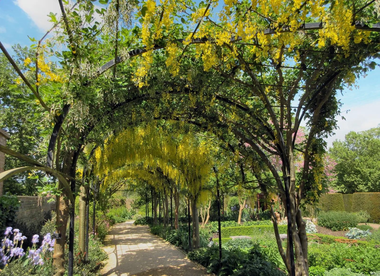 Scotch Laburnum (Laburnum Alpinum) — Scotch Laburnum (Laburnum alpinum)
