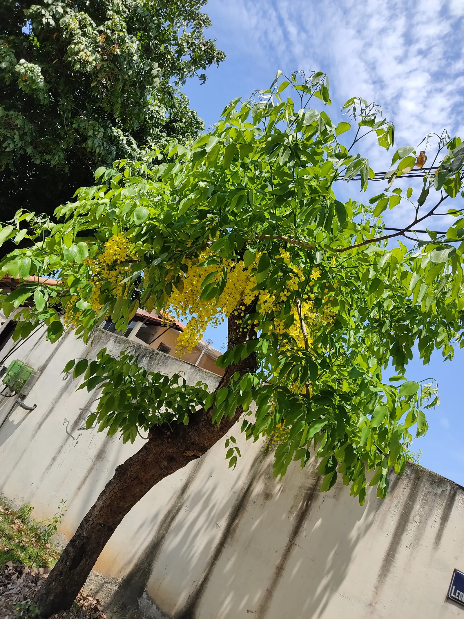 Scotch Laburnum (Laburnum Alpinum) — Ideal for accentuating height in garden designs