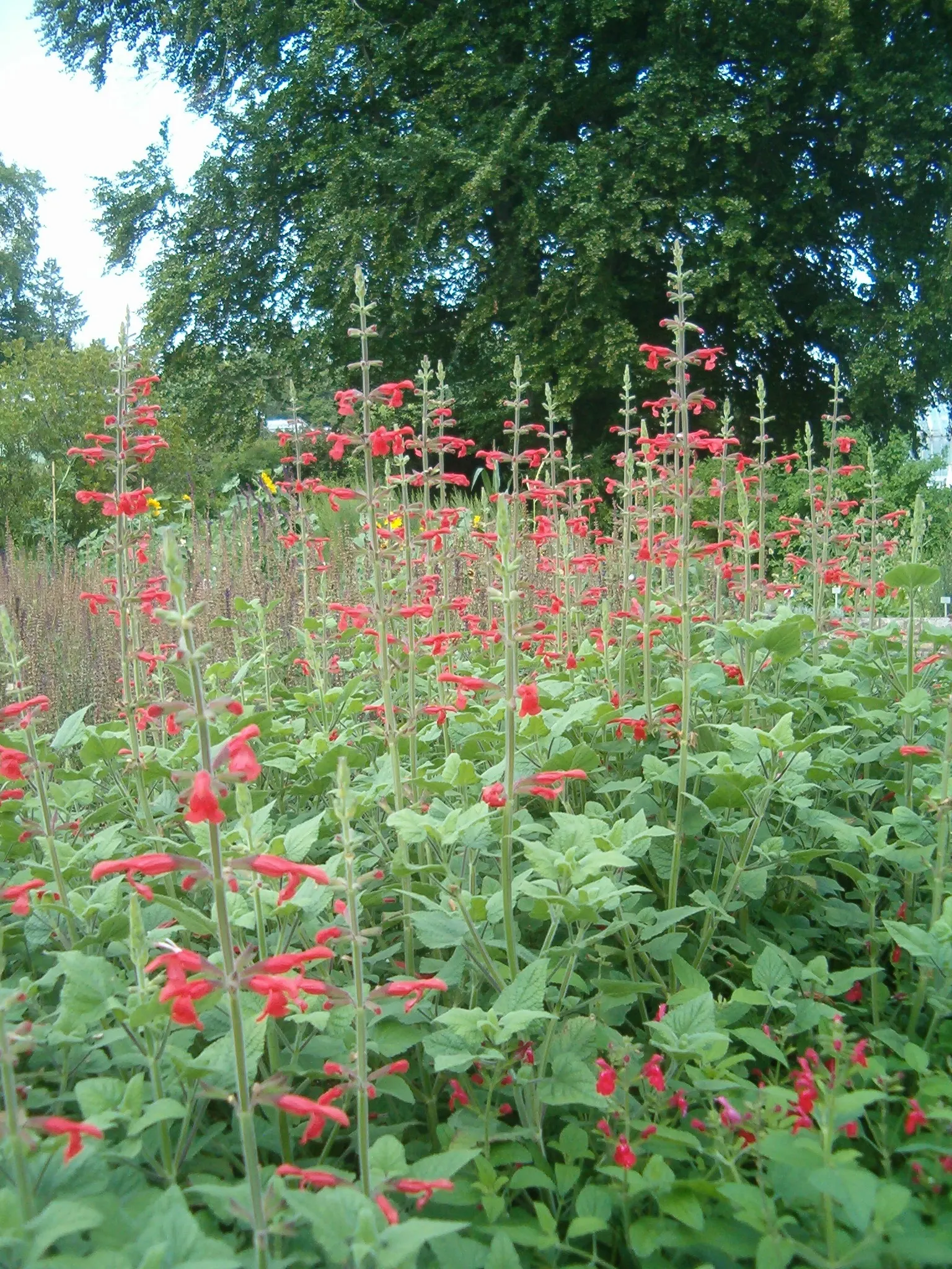 Lipstick Spreading Sage (Salvia Darcyi) — presents a vibrant addition to any landscape with its striking vermilion-red blossoms