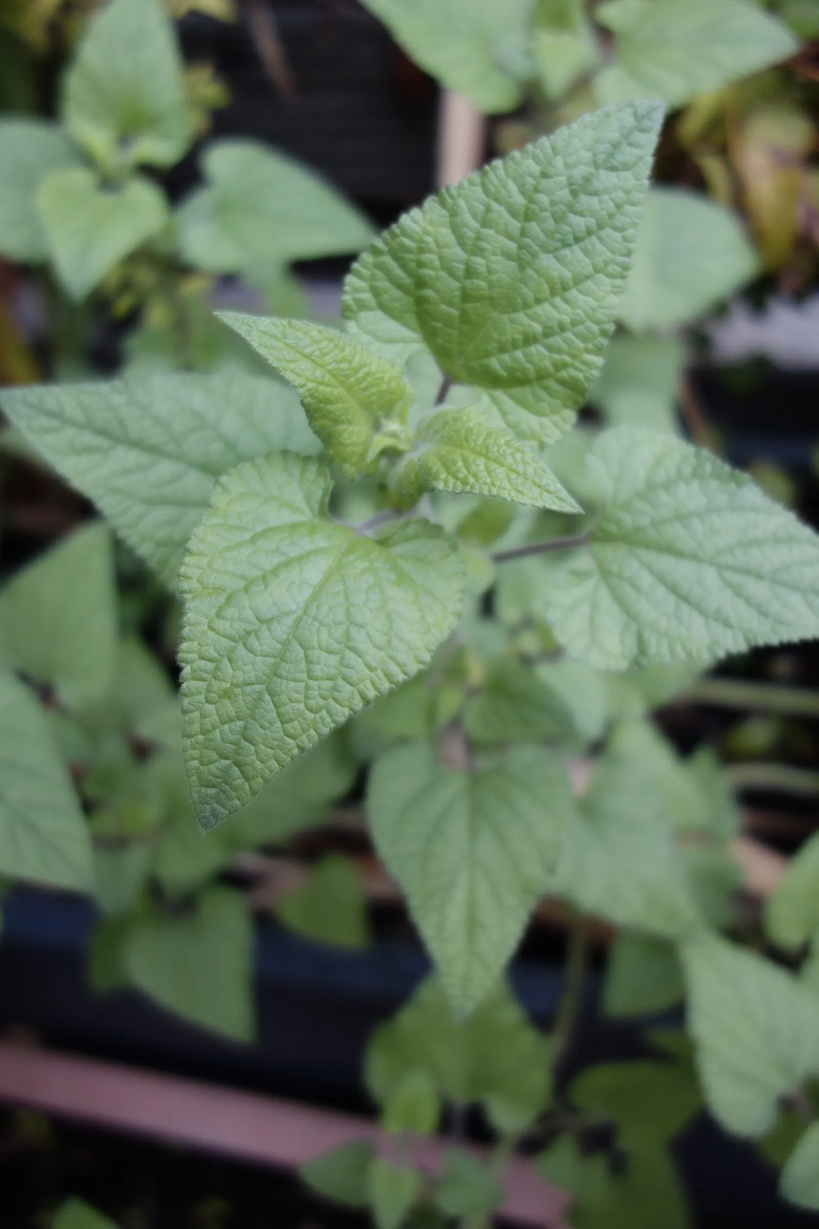 Lipstick Spreading Sage (Salvia Darcyi) — This drought-tolerant sage prefers well-drained soil and, once established, requires minimal care; perennial / shrub