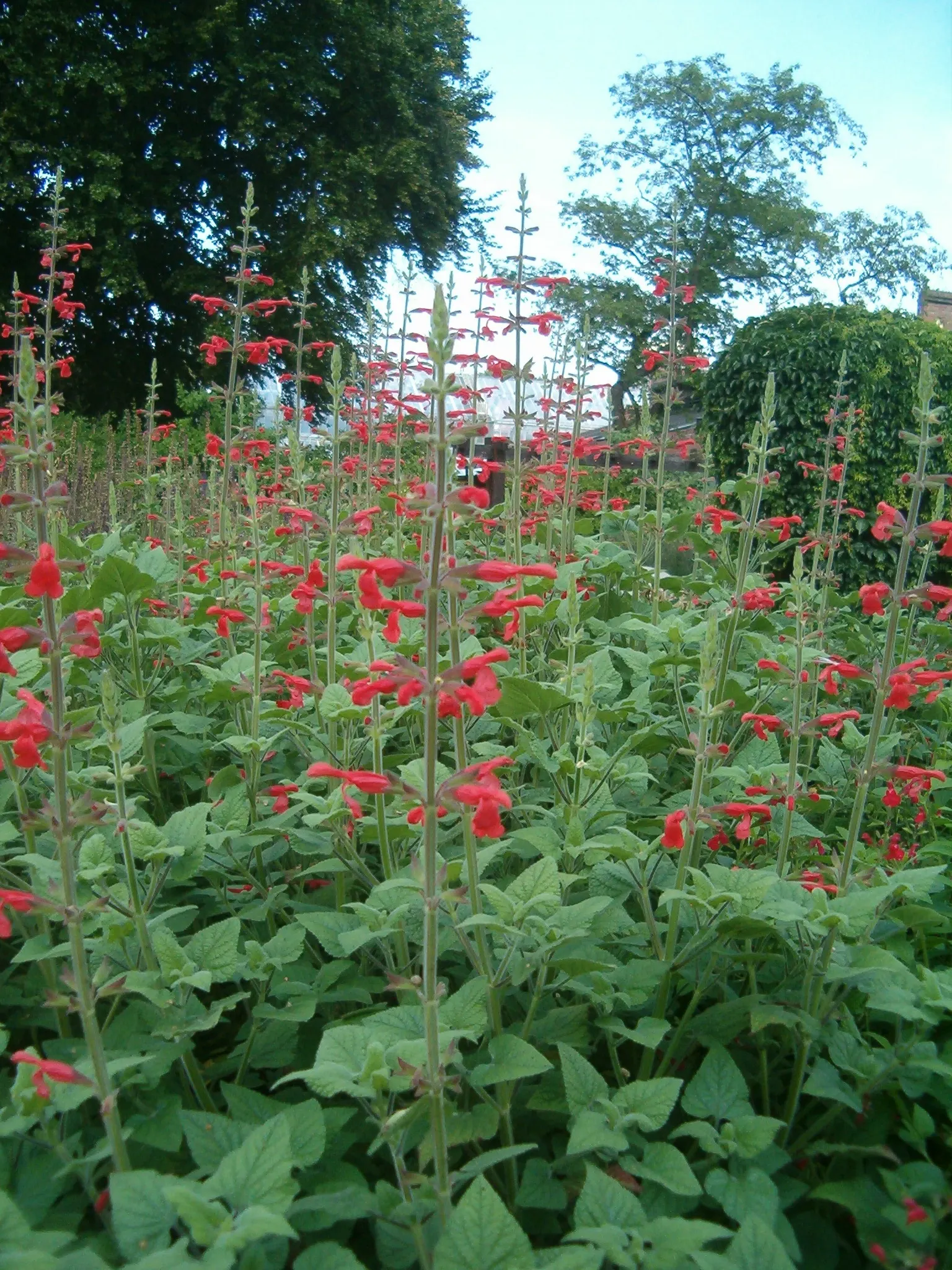 Lipstick Spreading Sage (Salvia Darcyi) — scientifically known as Salvia darcyi