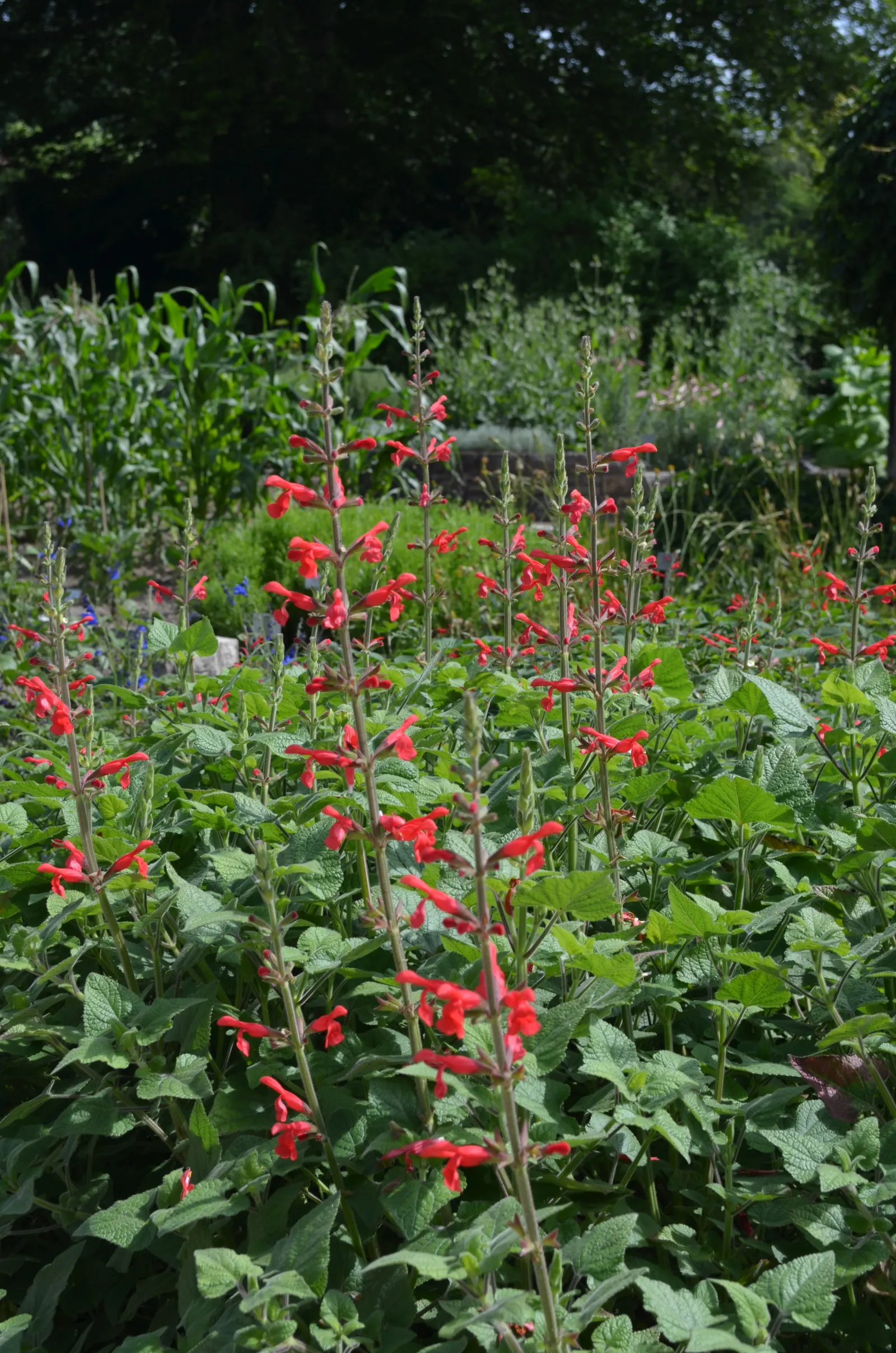 Lipstick Spreading Sage (Salvia Darcyi) — making it a vibrant addition to pollinator gardens; especially when deadheaded regularly