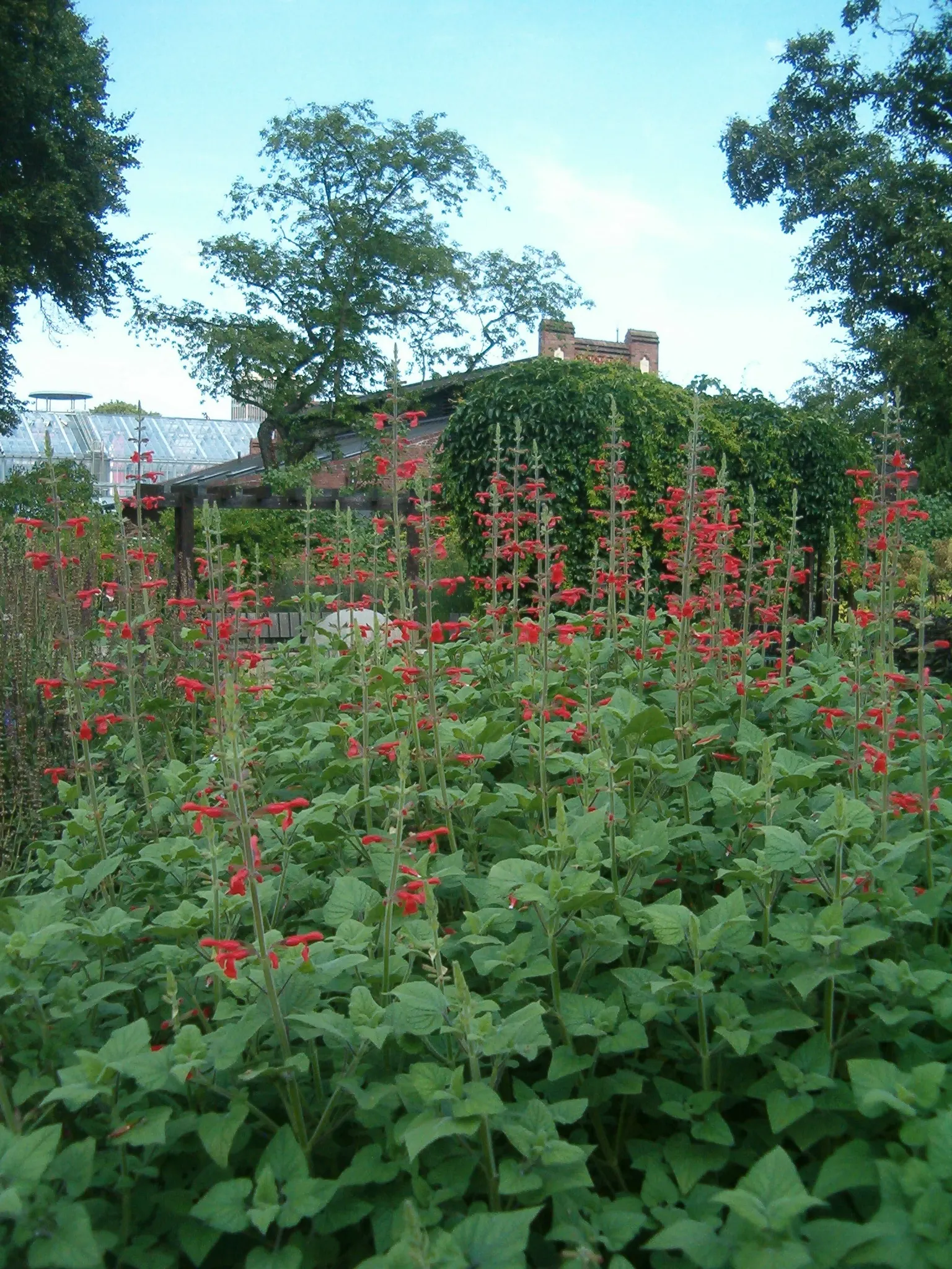 Lipstick Spreading Sage (Salvia Darcyi) — but it truly thrives in USDA Hardiness Zones 7 through 10.<br><br>Typically